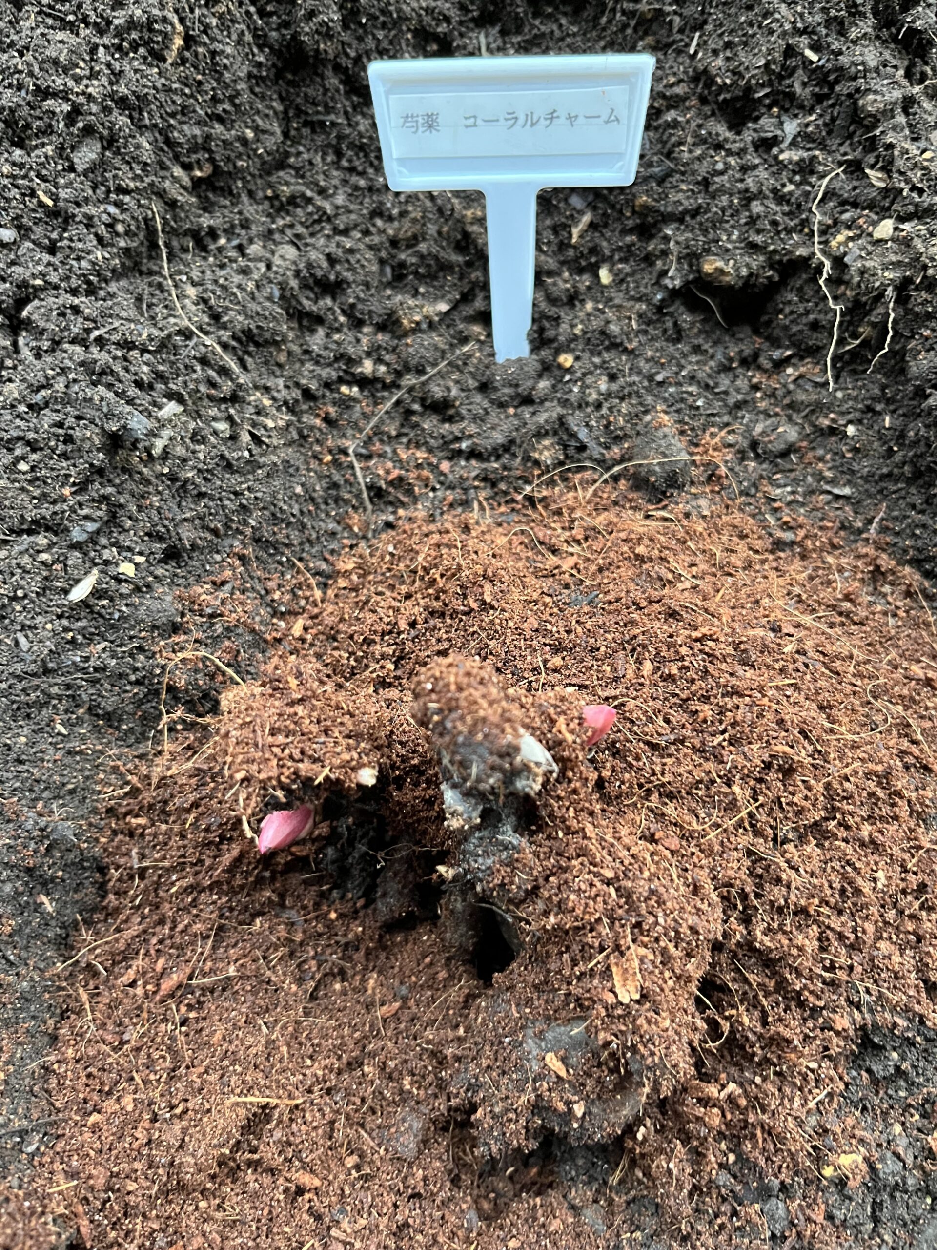 これが苗と一緒に入っていたピートモス。色がまるで違う。