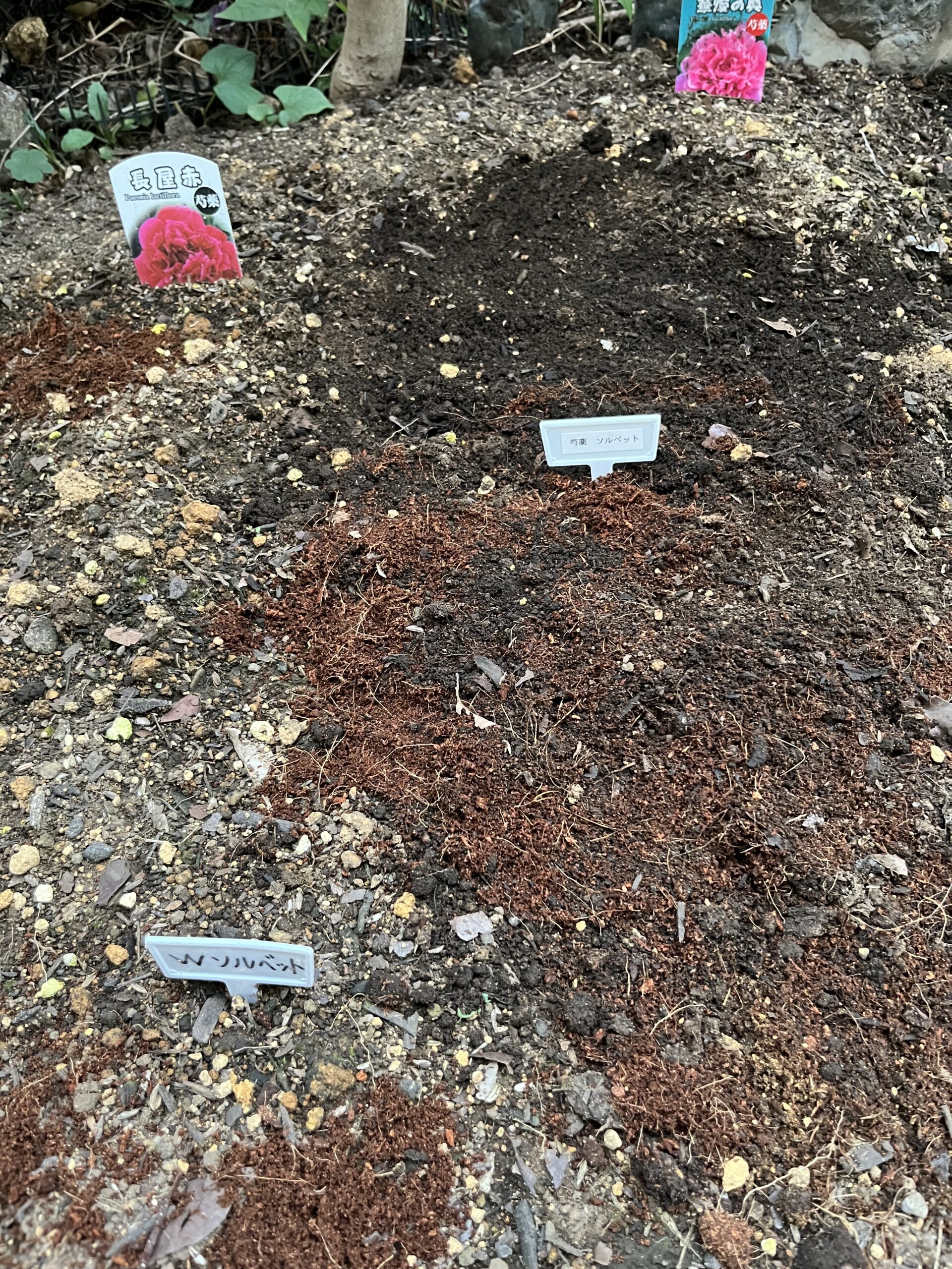 ソルベットはこんな感じに収まった。