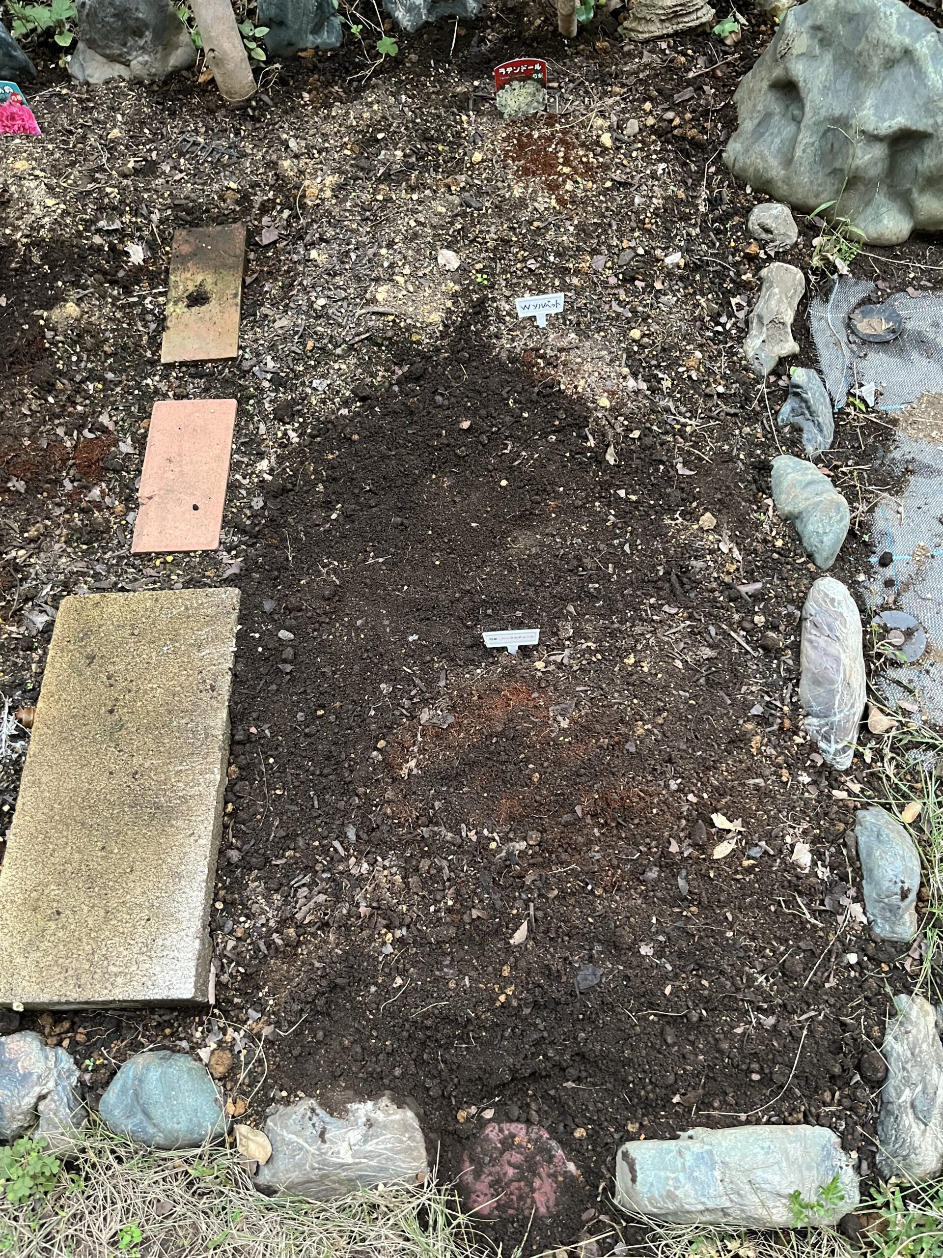 コーラルチャームは特等席に無事に収まった。