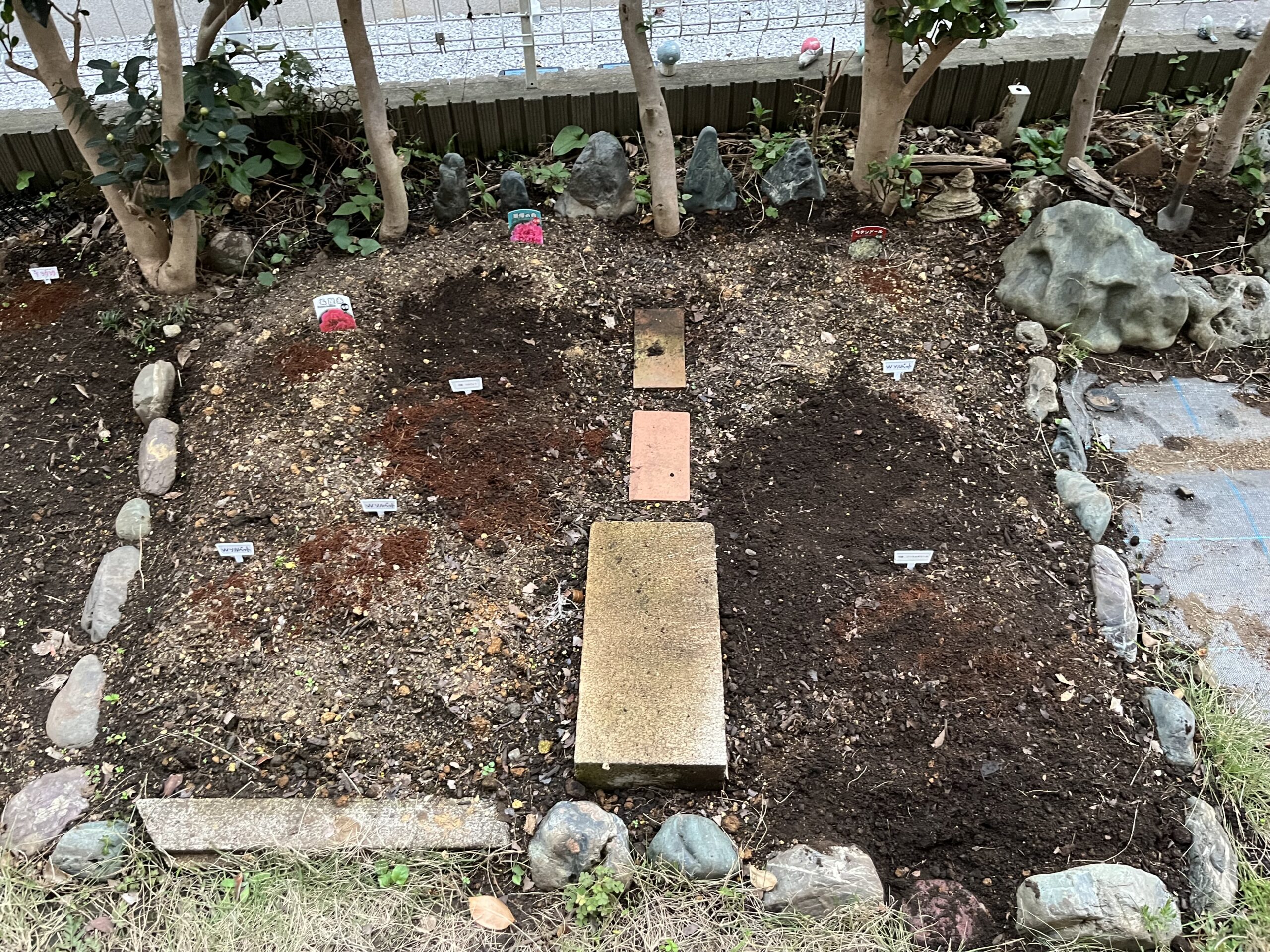 新しい2つの品種を植え付けた後の第2シャクヤク畑の様子。