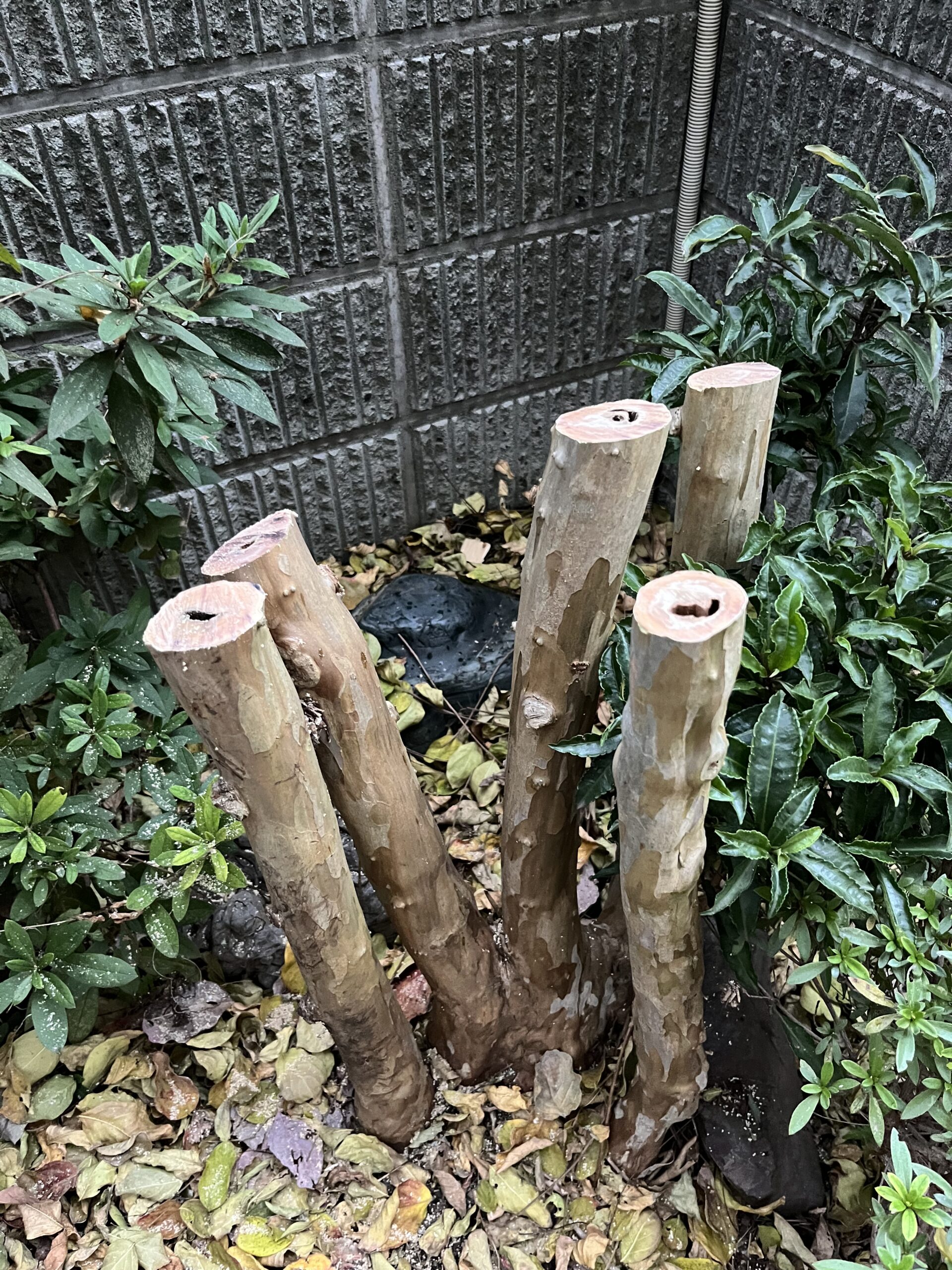 切った断面を見ると、意外にも１本を除いて中に空洞がある。そのせいもあって切り易かったのかもしれない。