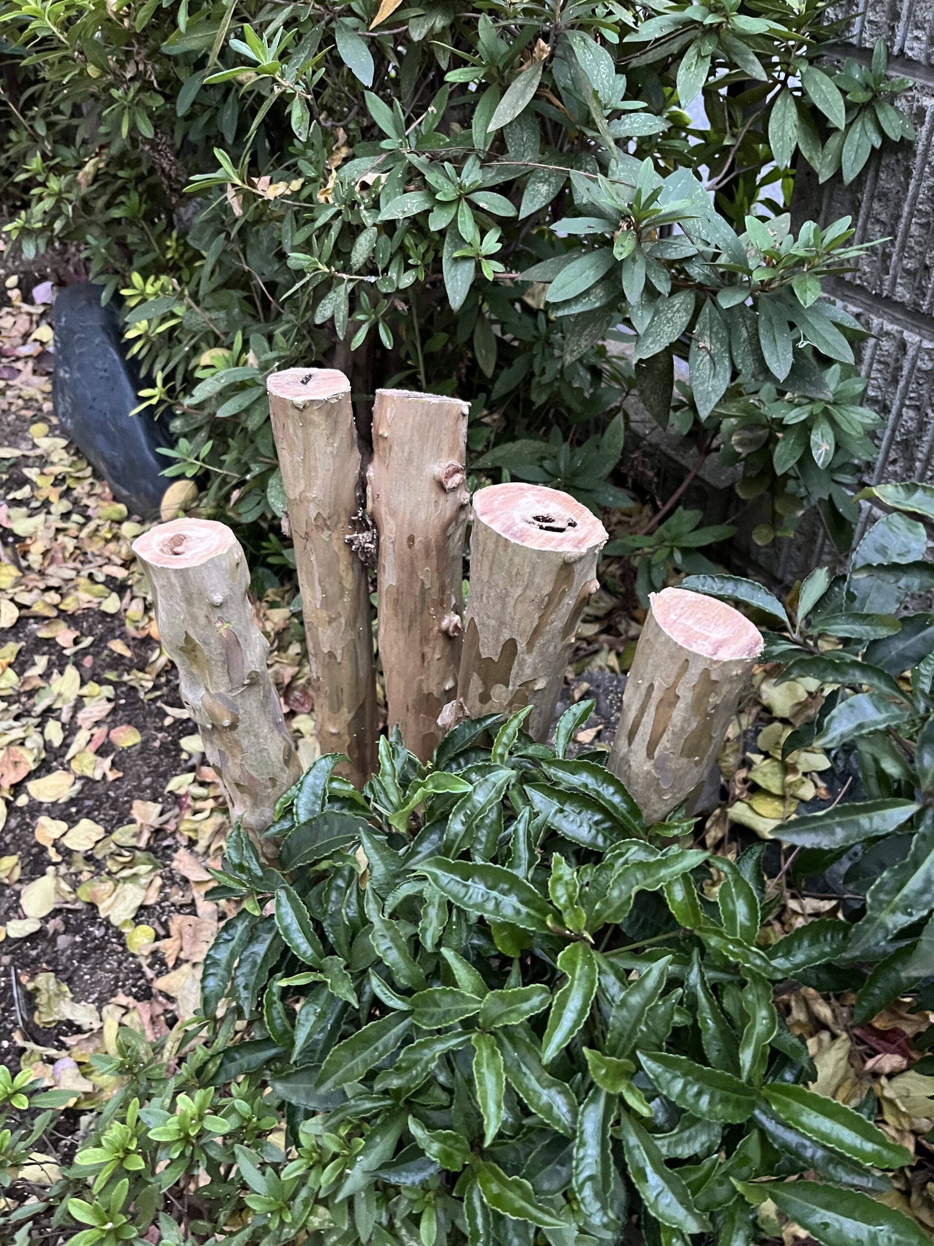 この切られてしまった５本。もちろん死んでしまったわけではない。来春が少し恐ろしくもある。