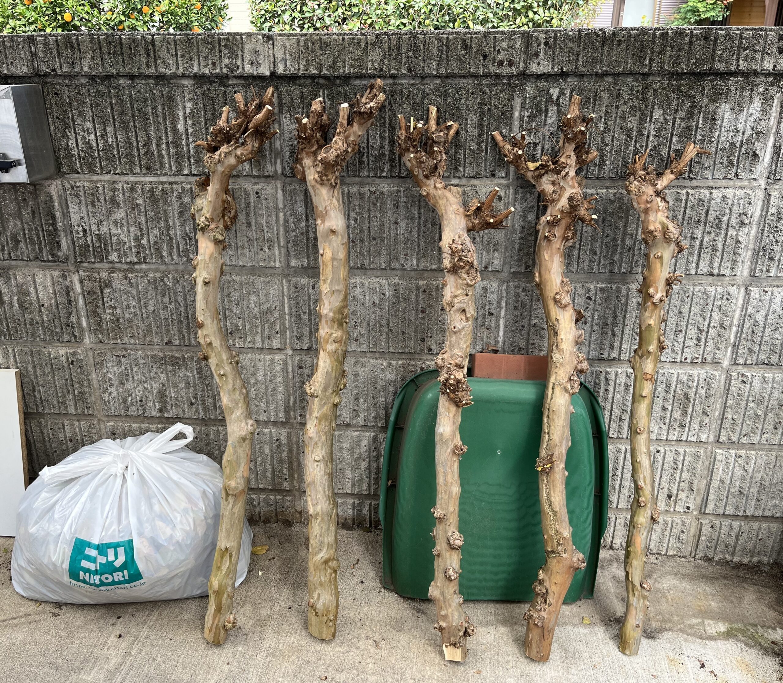 ５本の伐採した幹を立てかける。左側のニトリの袋の中に剪定した全ての枝と葉っぱが収まっている。驚く程コンパクトに収まった。かなり小さく細分化した。