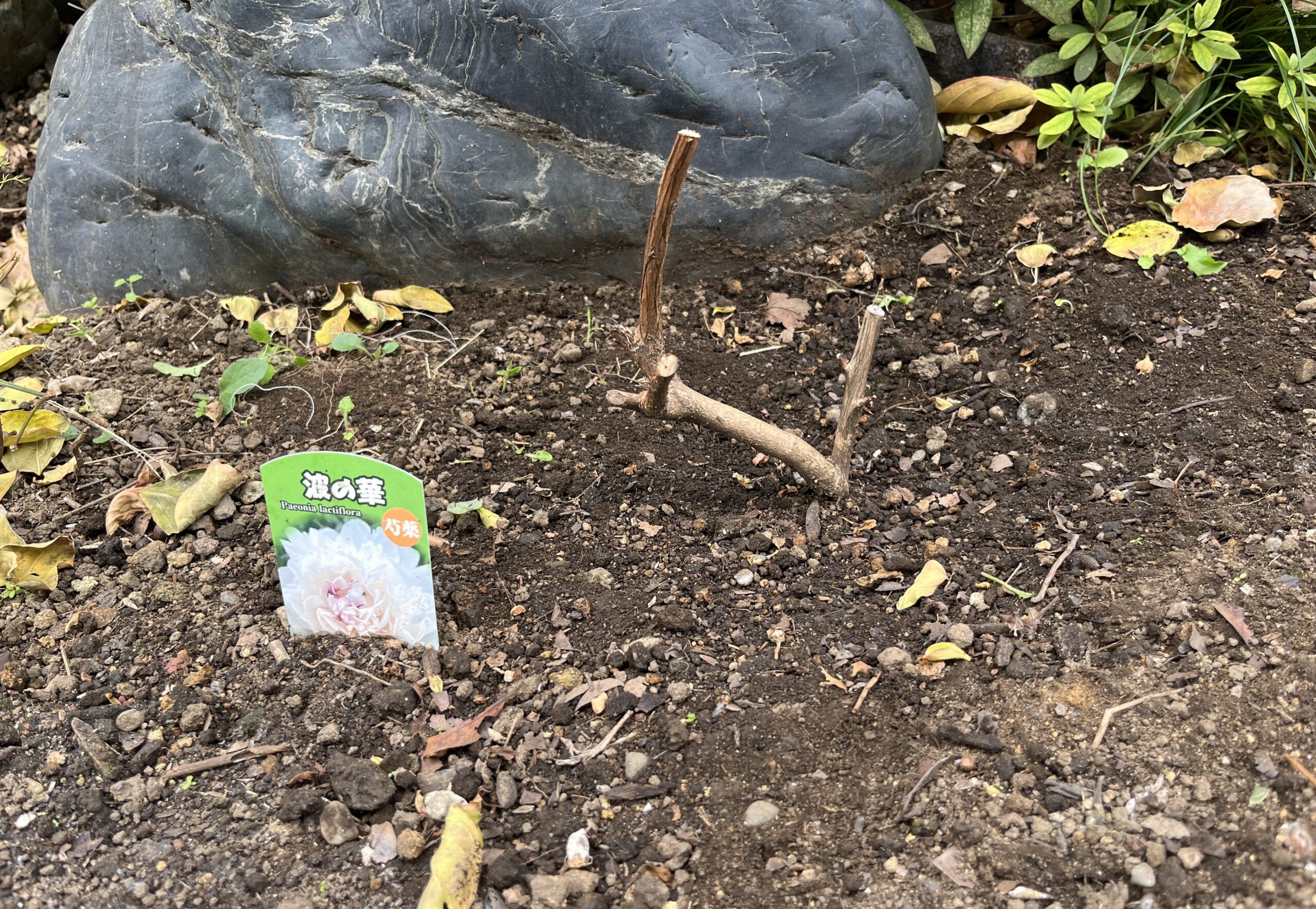 この小さな紫サルスベリも玄関側（北側）のシャクヤク花壇の中にある。元々のサルスベリと至近距離だ。