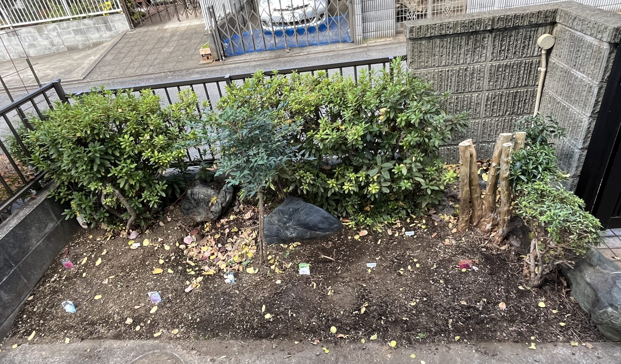 これが玄関側（北側）のシャクヤク花壇の全貌となる。