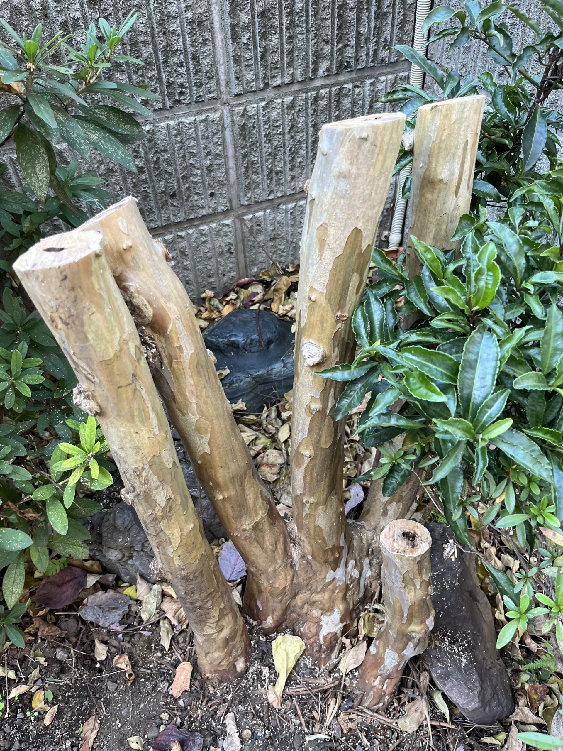 先ずは手前の1本を切った。