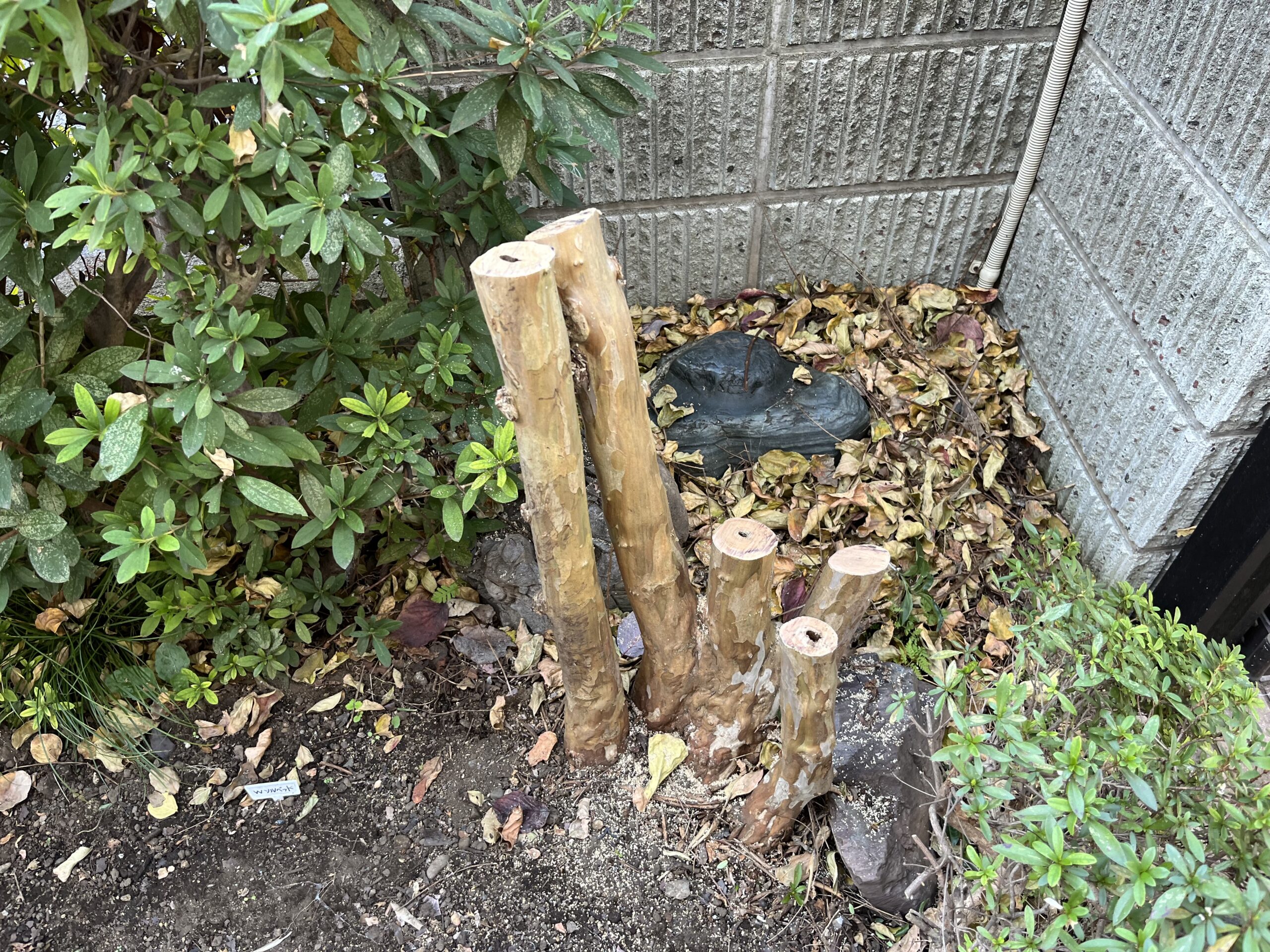 引き続き2本を切って、都合3本を切り終える。かなり苦労した。