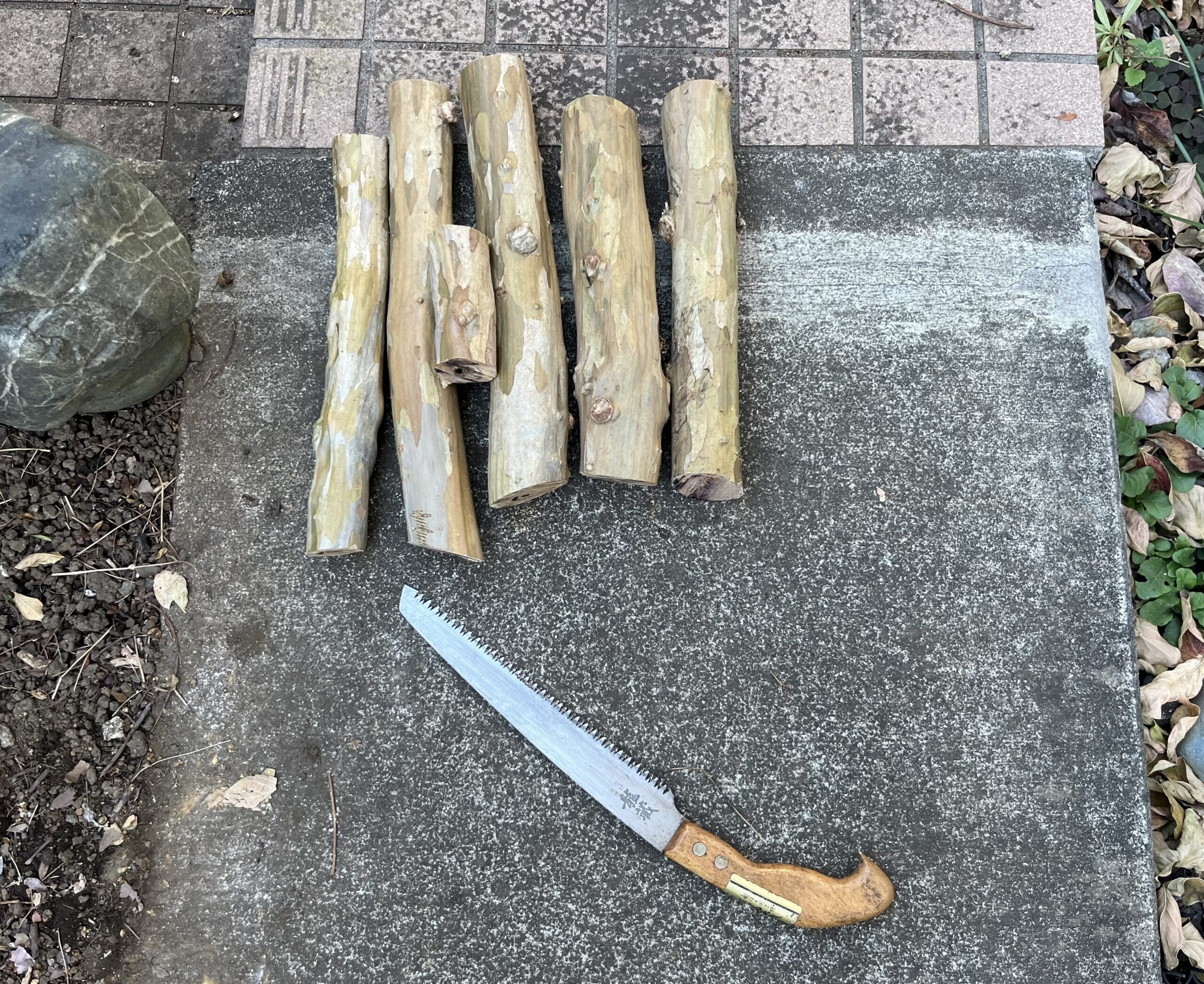 一旦5本を切った後、手前が長いことに気が付いて、更に10㎝ほど切り込んだ。