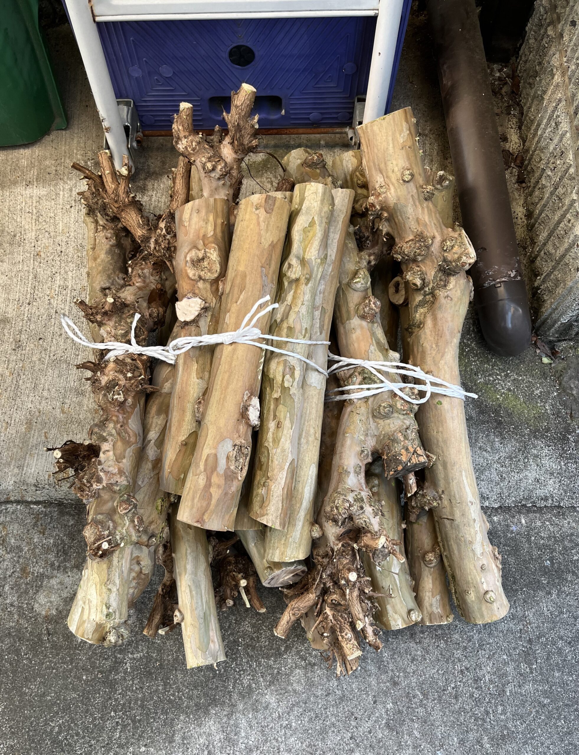 上に今回追加で切った5本を乗せる。かなりの存在感だ。