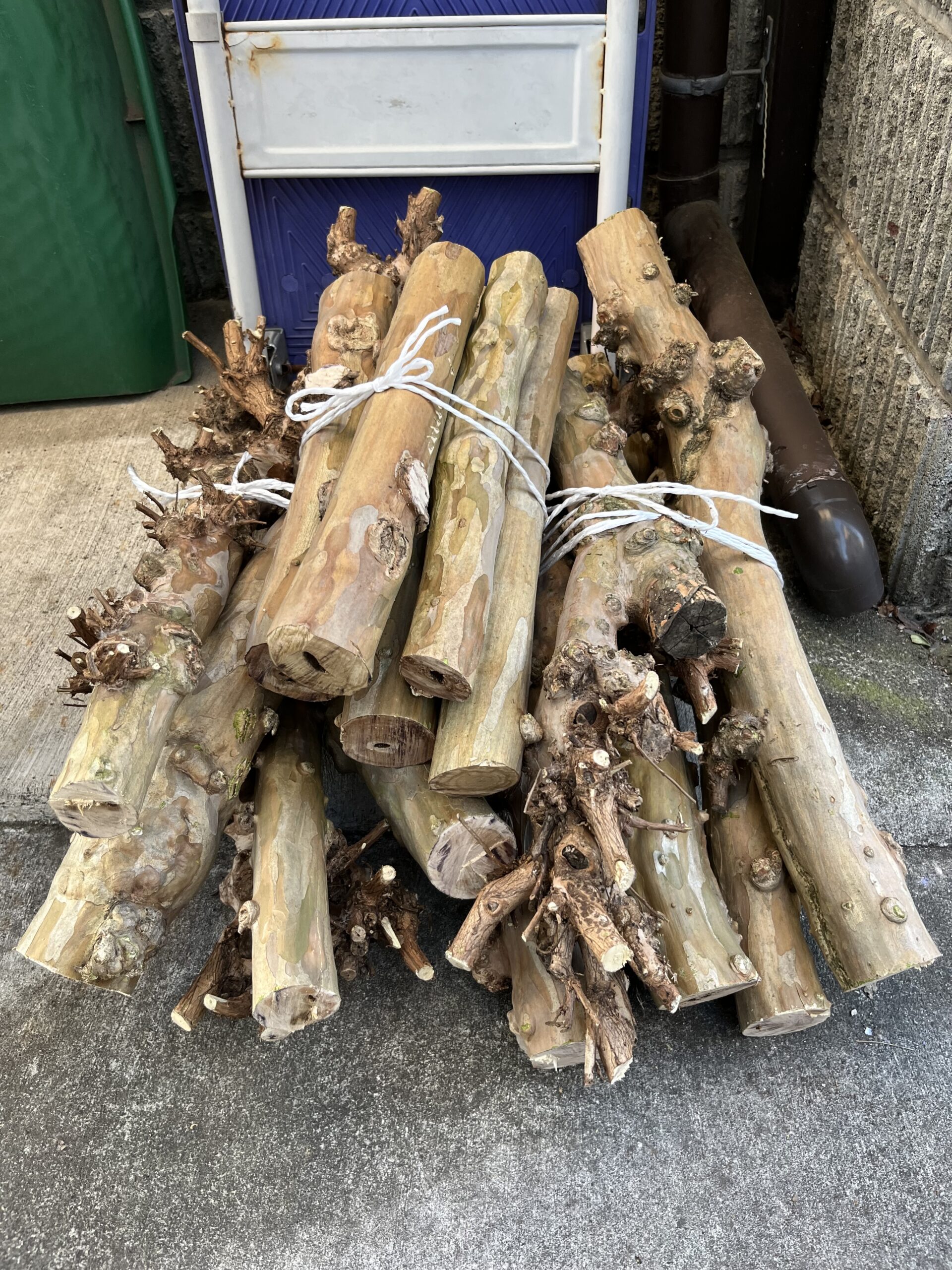 今回追加で切った部分は30cm程の長さだったが、太く真っ直ぐな幹で存在感がある。