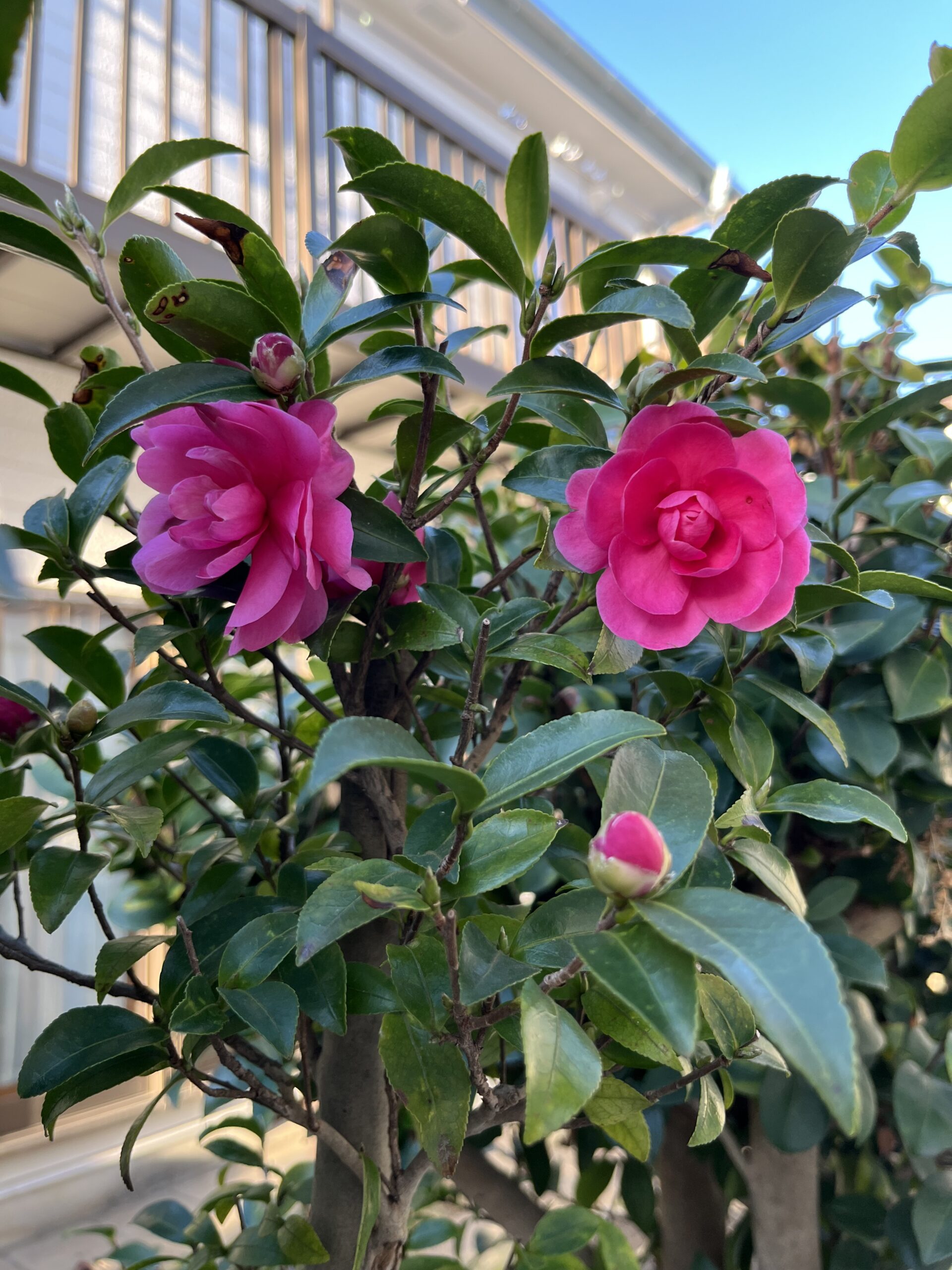 こちらも「乙女」。美しい。撮影：2025.11.24