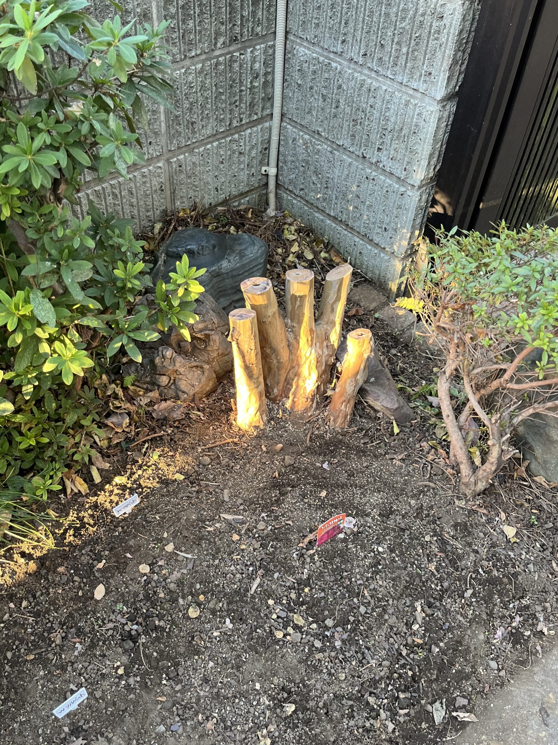 西日がちょうど伐採したサルスベリの切り株部分に当たって驚かされた。