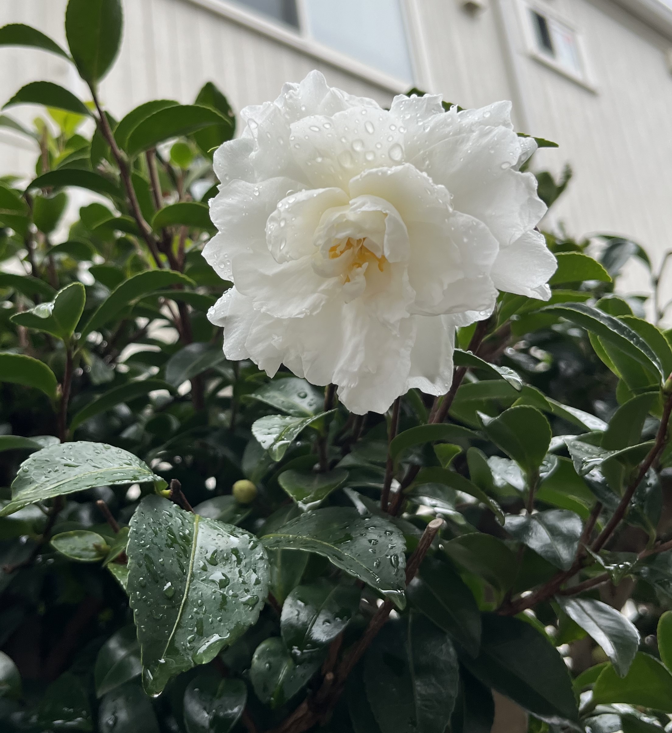 花弁に付いた水滴が妙に色っぽい。撮影：2025.11.25