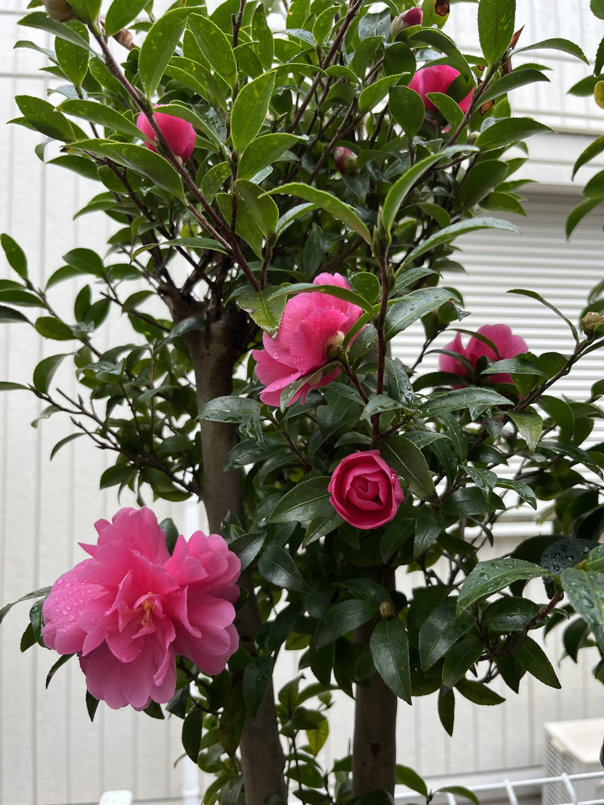 小振りだが八重咲きで美しい。「乙女」だと思われる。撮影：2025.11.25