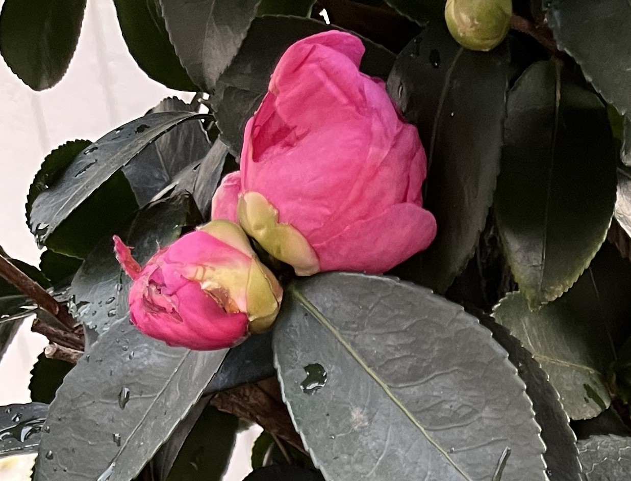 こちらの下の方の蕾は、開花前から既に痛んでいるようだ。とにかく華奢で傷つきやすい。撮影：2025.11.25