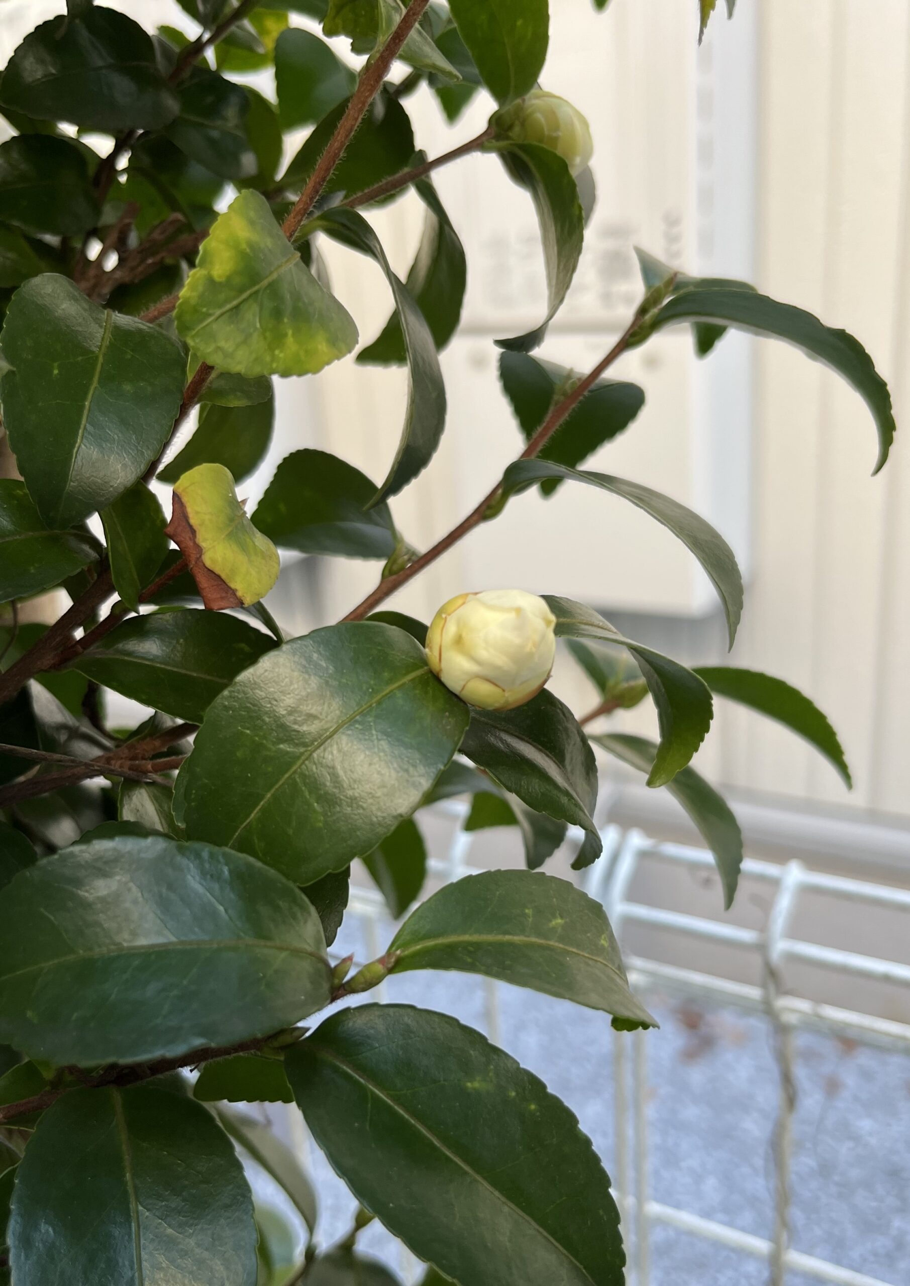 上とは別の木だ。撮影:2025.11.27