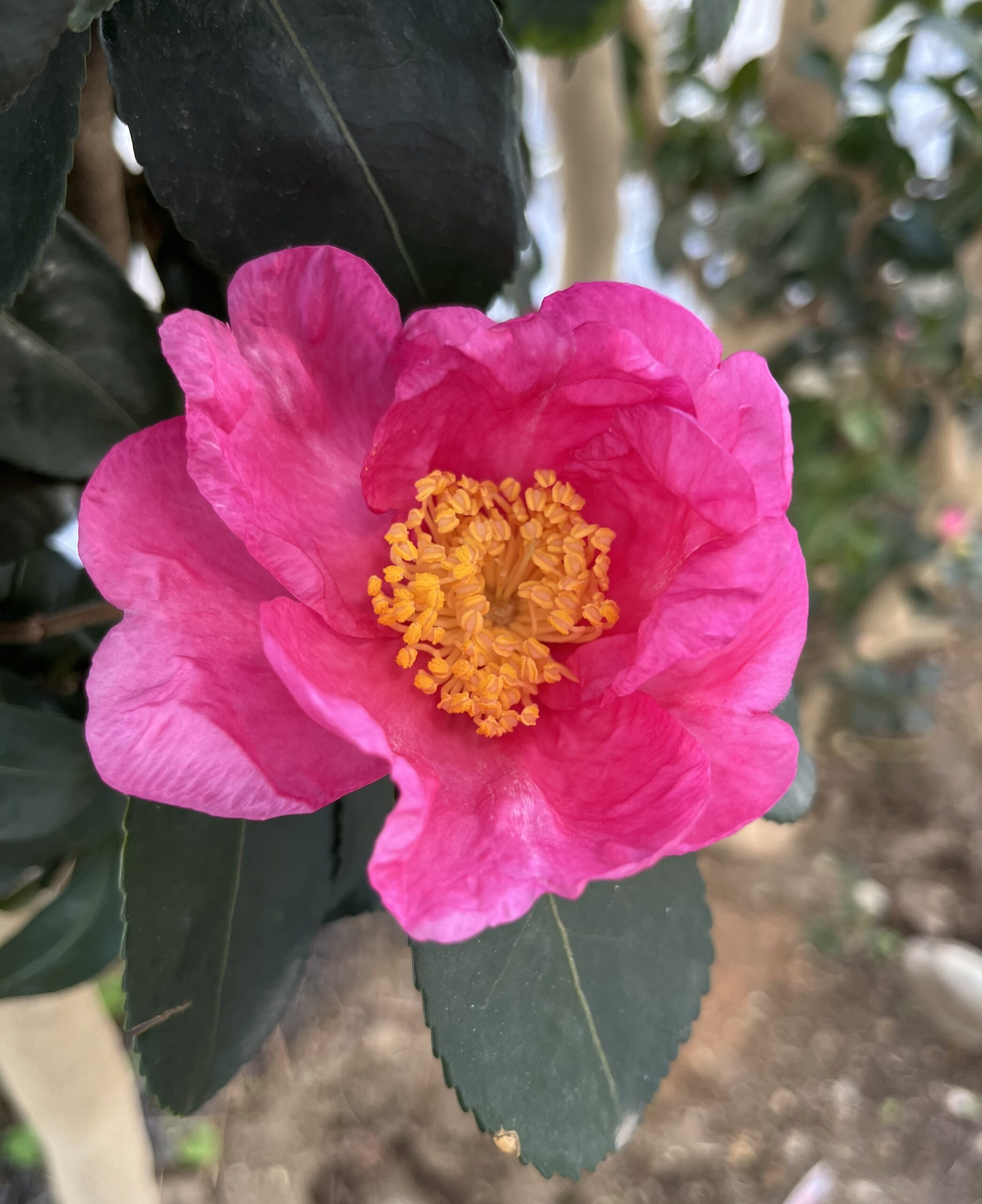 花弁の表面には皺があって、まるで高級な和紙のような感じ。撮影:2025.11.27