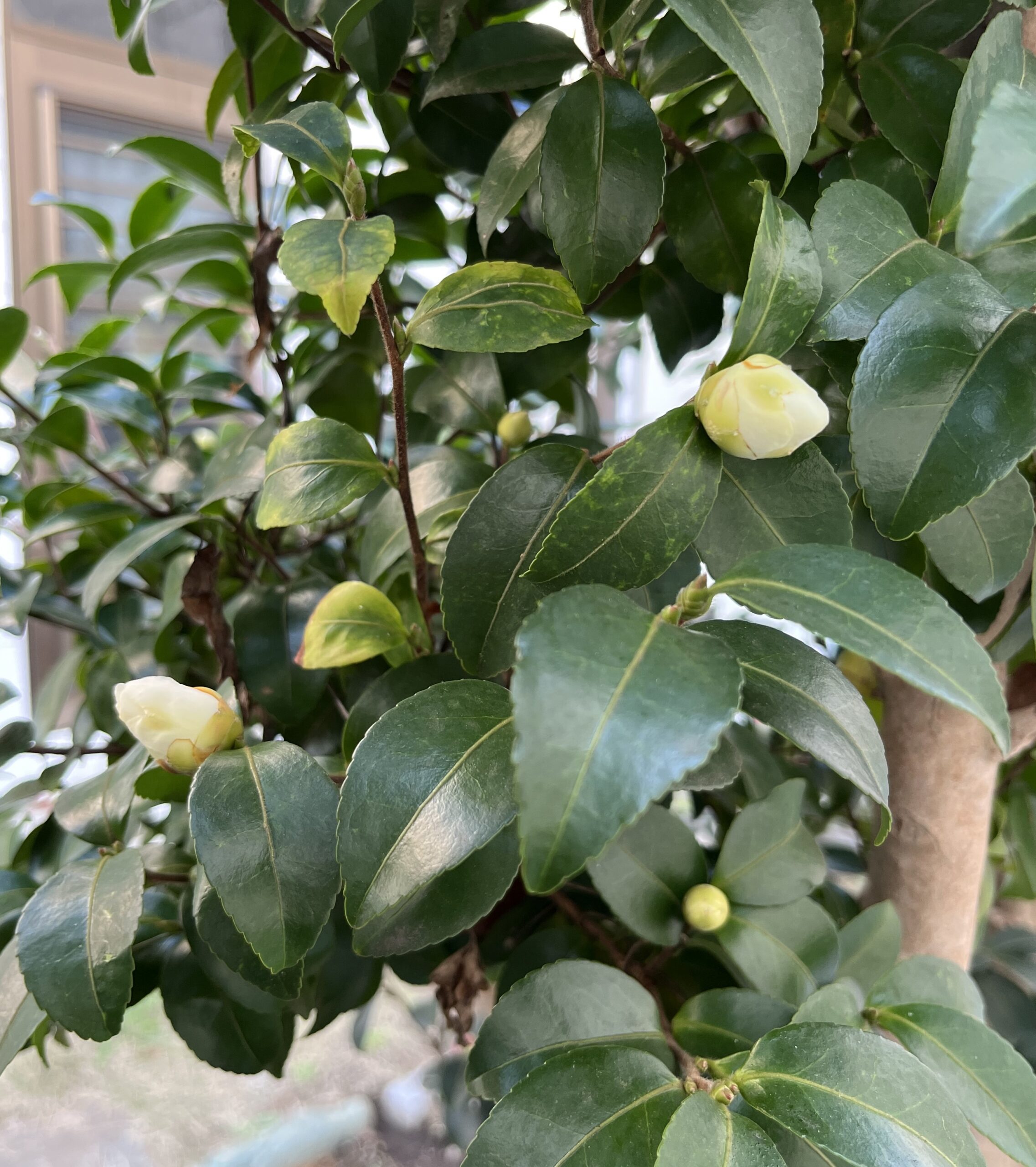 「富士の峰」だと思われる白のサザンカの蕾。撮影:2025.11.27