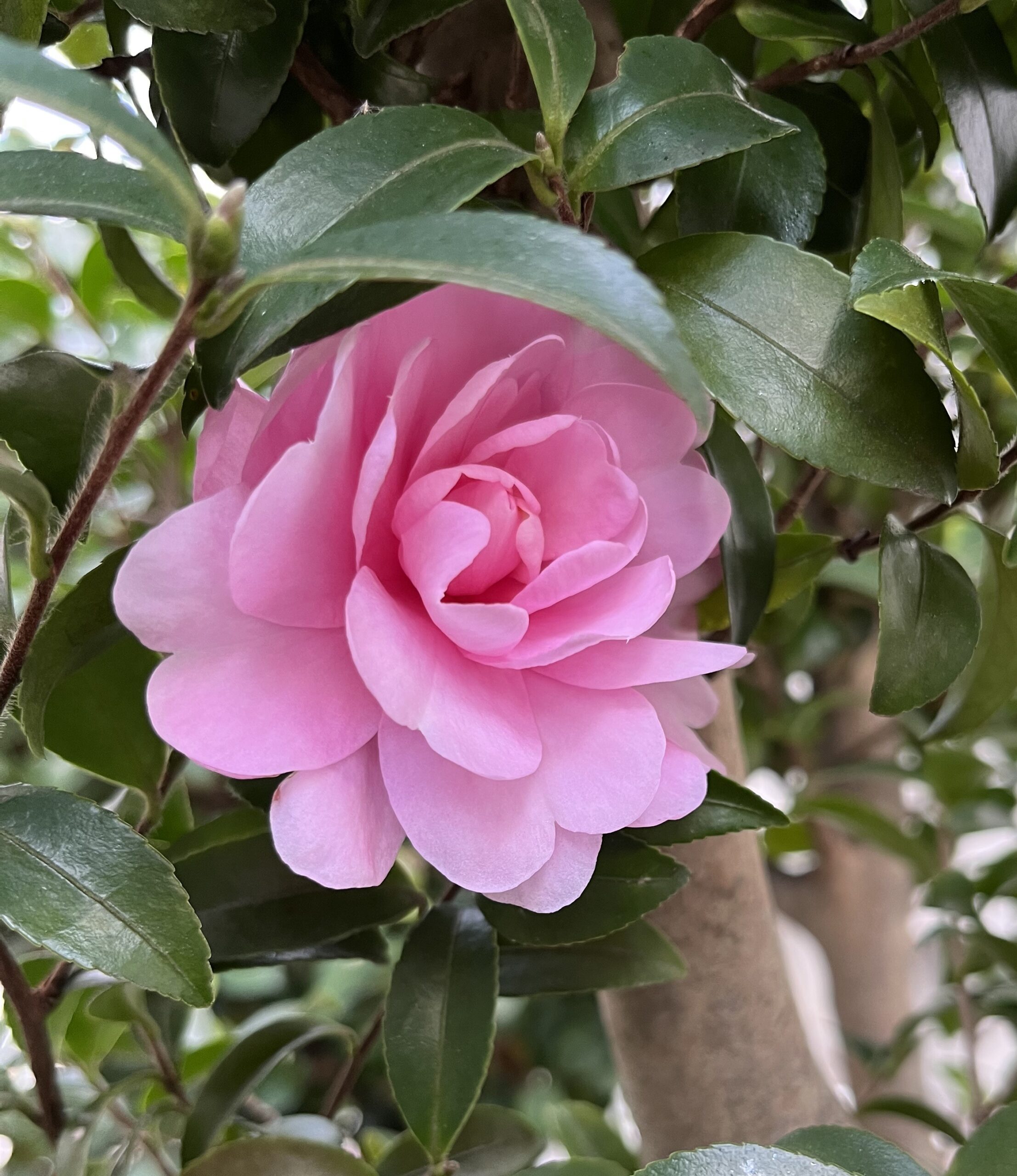 均整の取れた絶品の美しさに惚れ惚れさせられる。撮影：2025.11.29