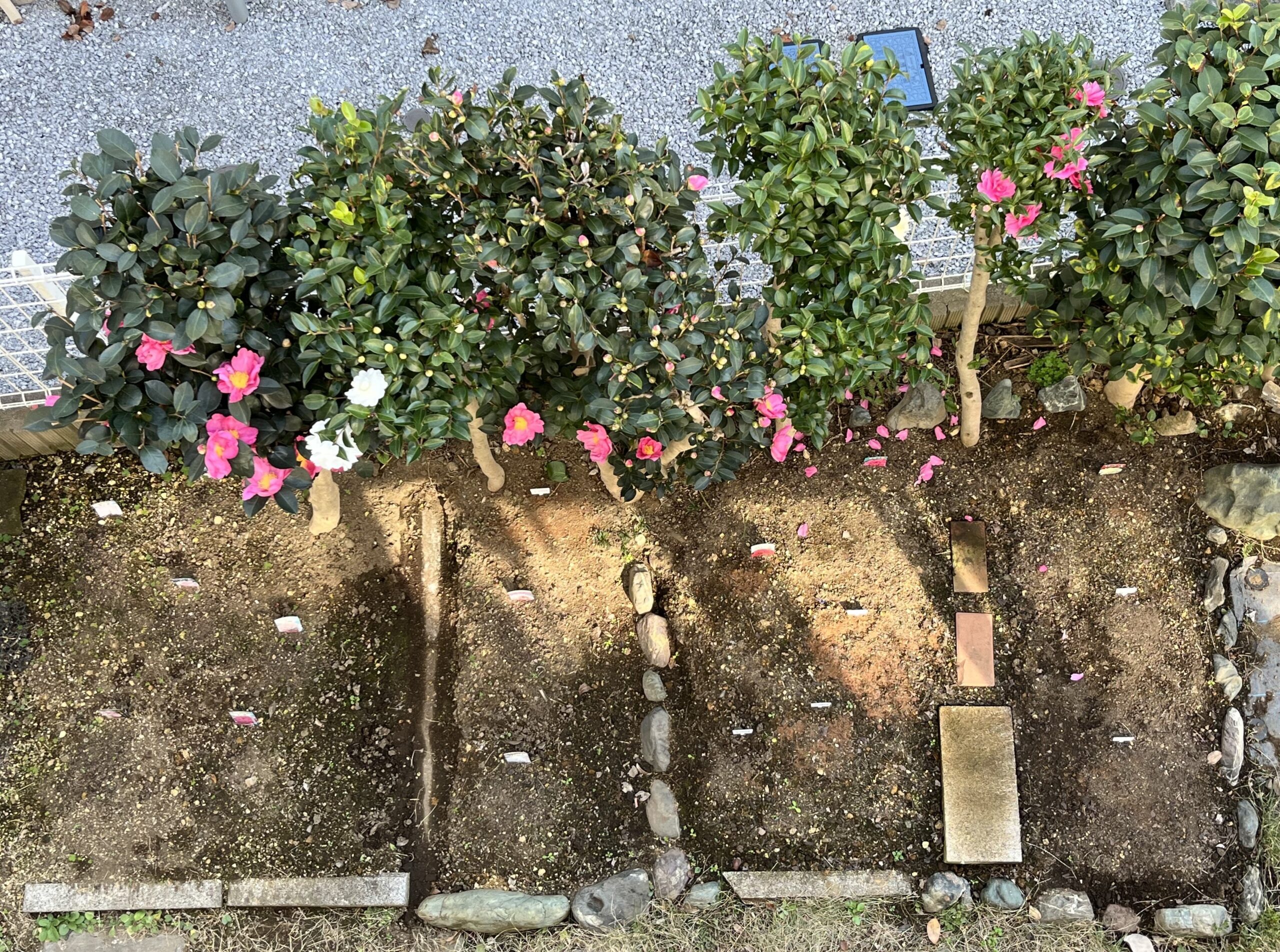 サザンカの生垣とシャクヤク花壇。撮影：2025.11.30