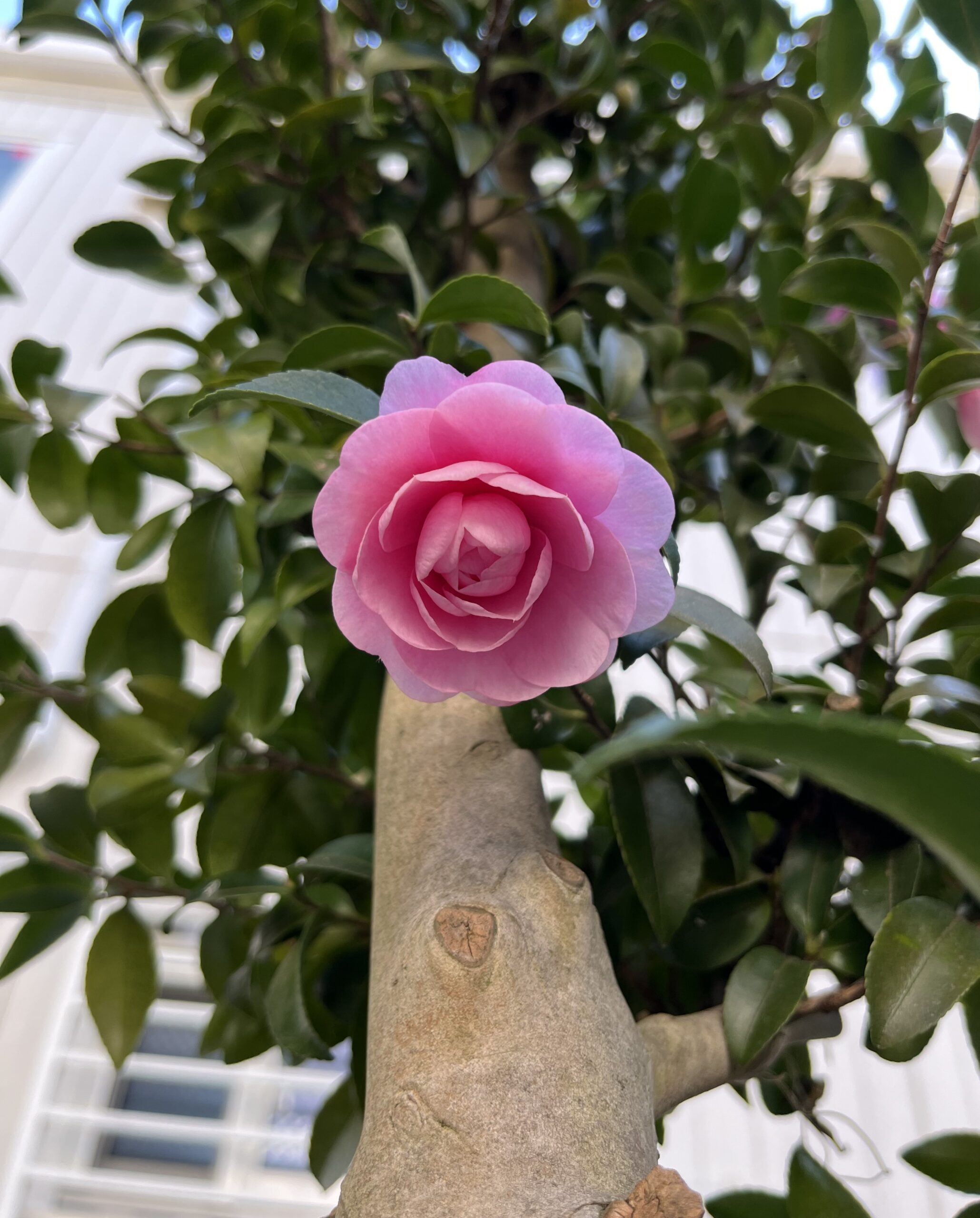 下から見上げてもこの美しさ！　撮影：2025.11.30