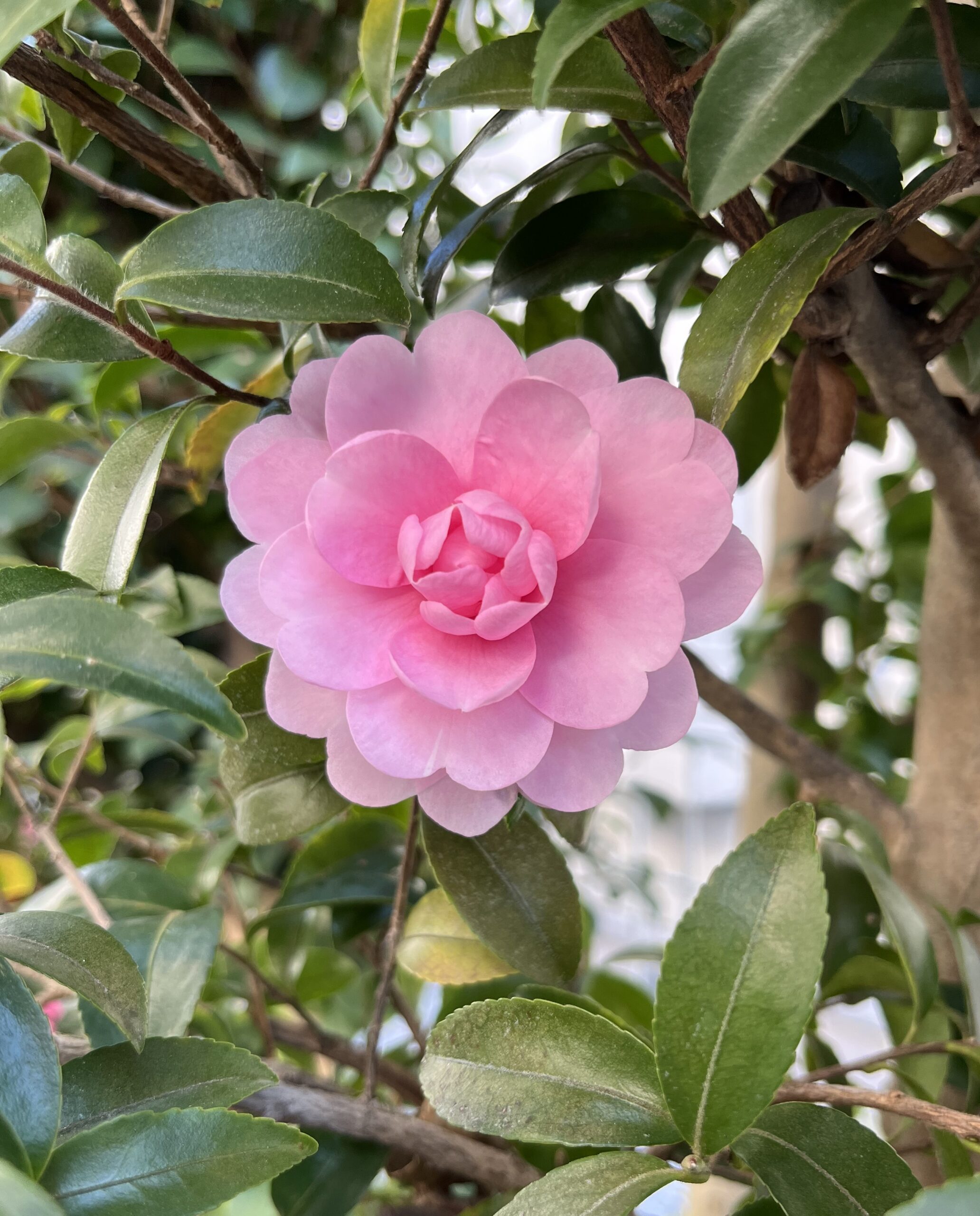 見よ！思わず息を呑むこの美しさ！　撮影：2025.11.30