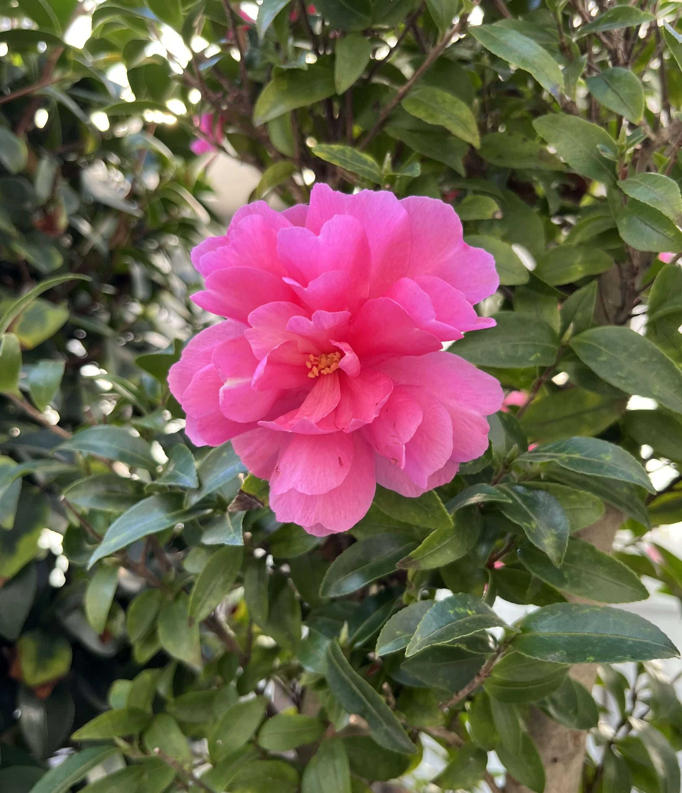 これは「紅乙女」と名付けたものの、大きさと八重咲きということ以外は、色も花びらの形も咲き方も、まるで「乙女」とは違うと痛感させられる。　　　撮影：2025.11.30