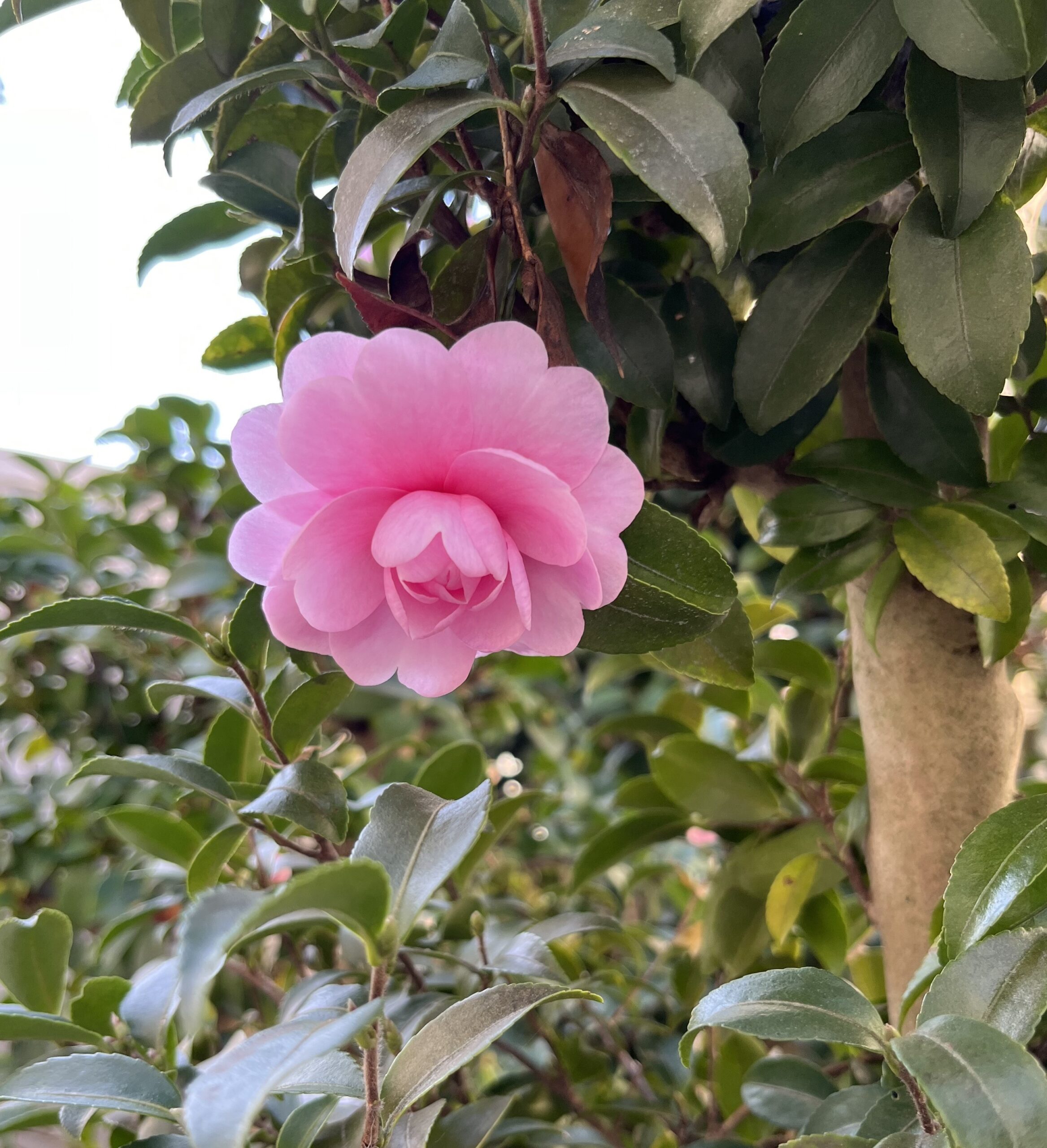 思わず見惚れてしまう。これはもう芸術品！　撮影：2025.11.30