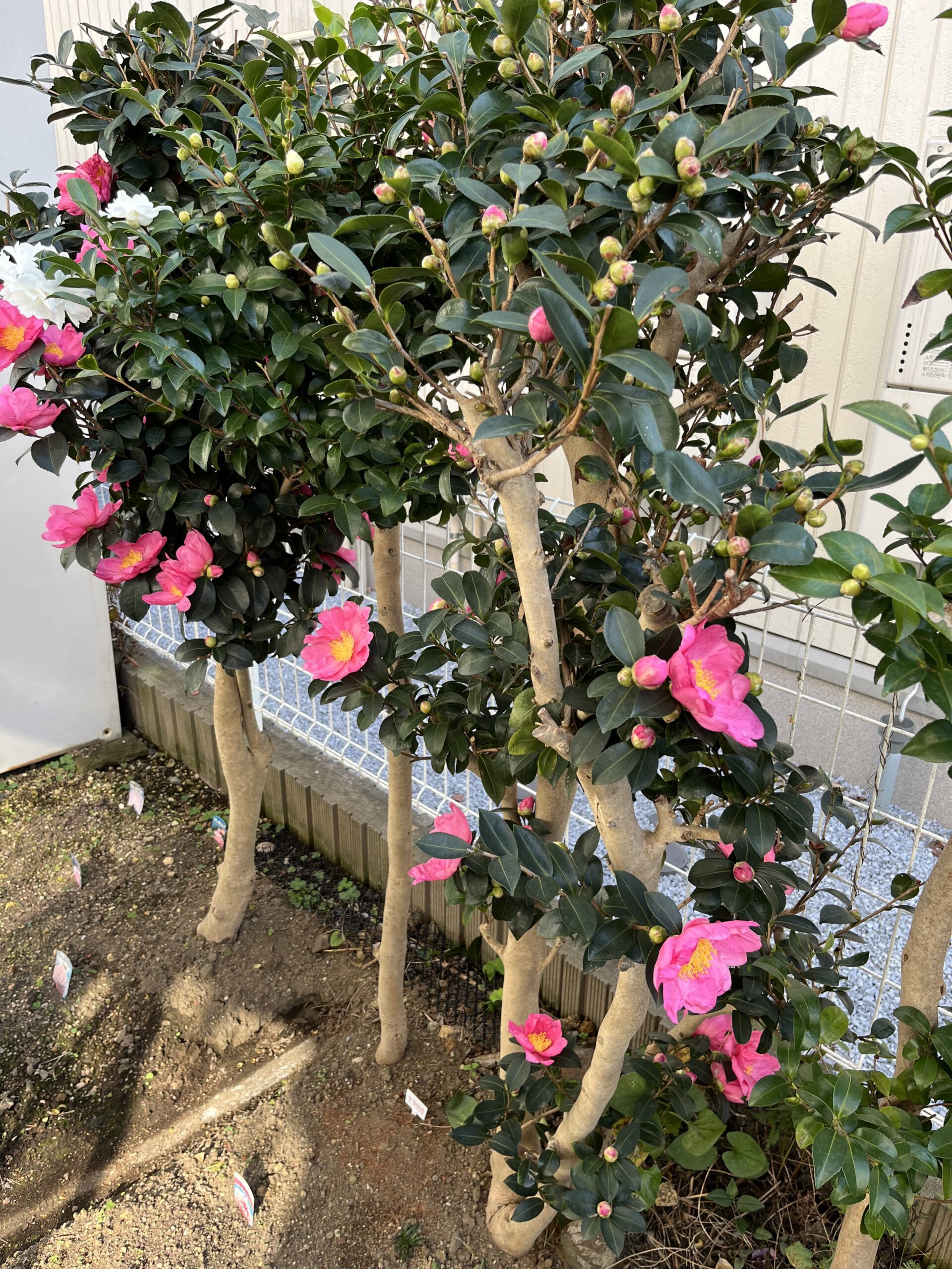 花が咲いている上の方を見てほしい。蕾がビッシリと付いている。撮影：2025.11.30