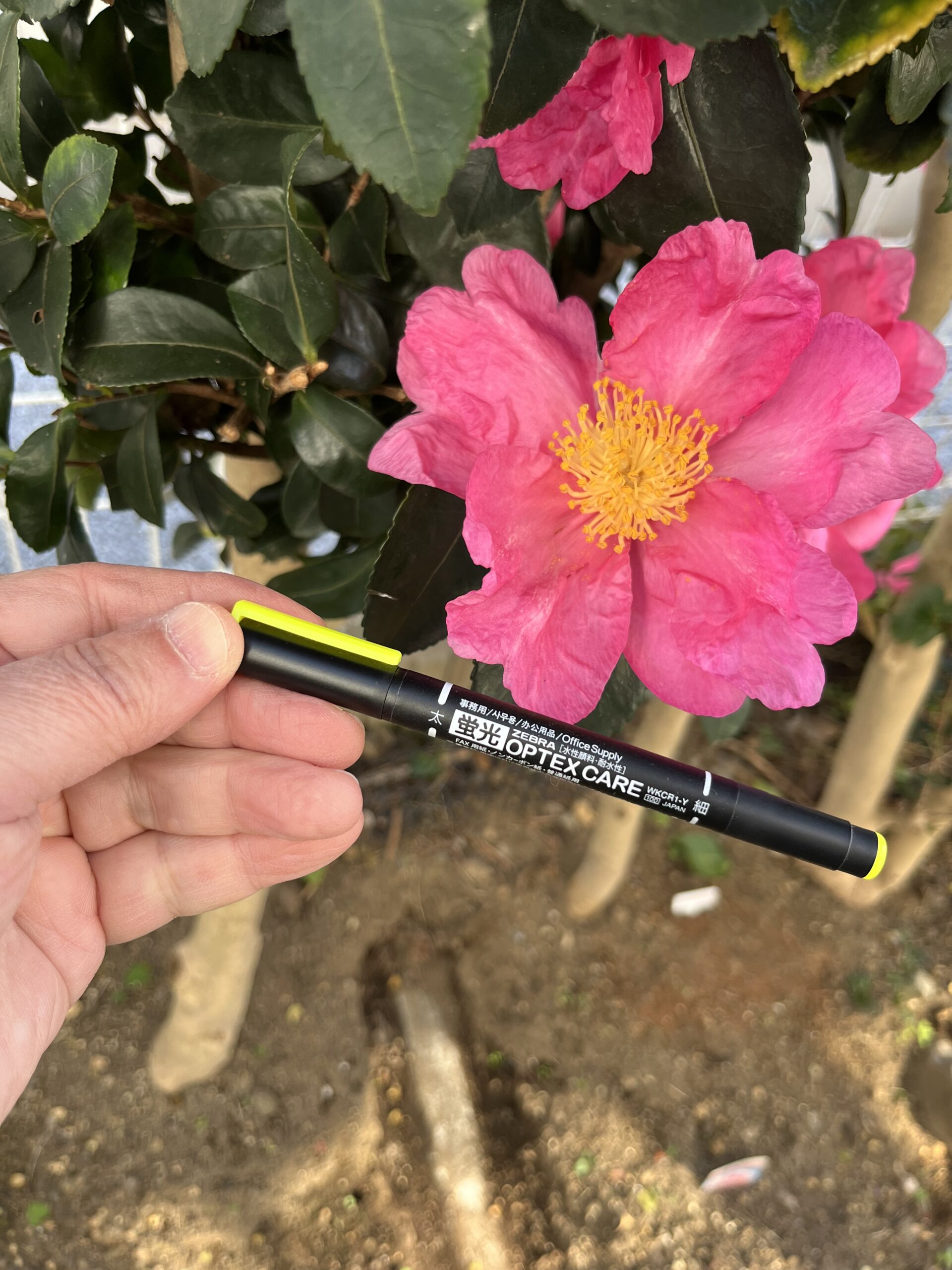 この写真では、ラインマーカーが花より手前で、それほど花が大きく見えない。もっと奥にするべきだった。撮影：2025.11.30