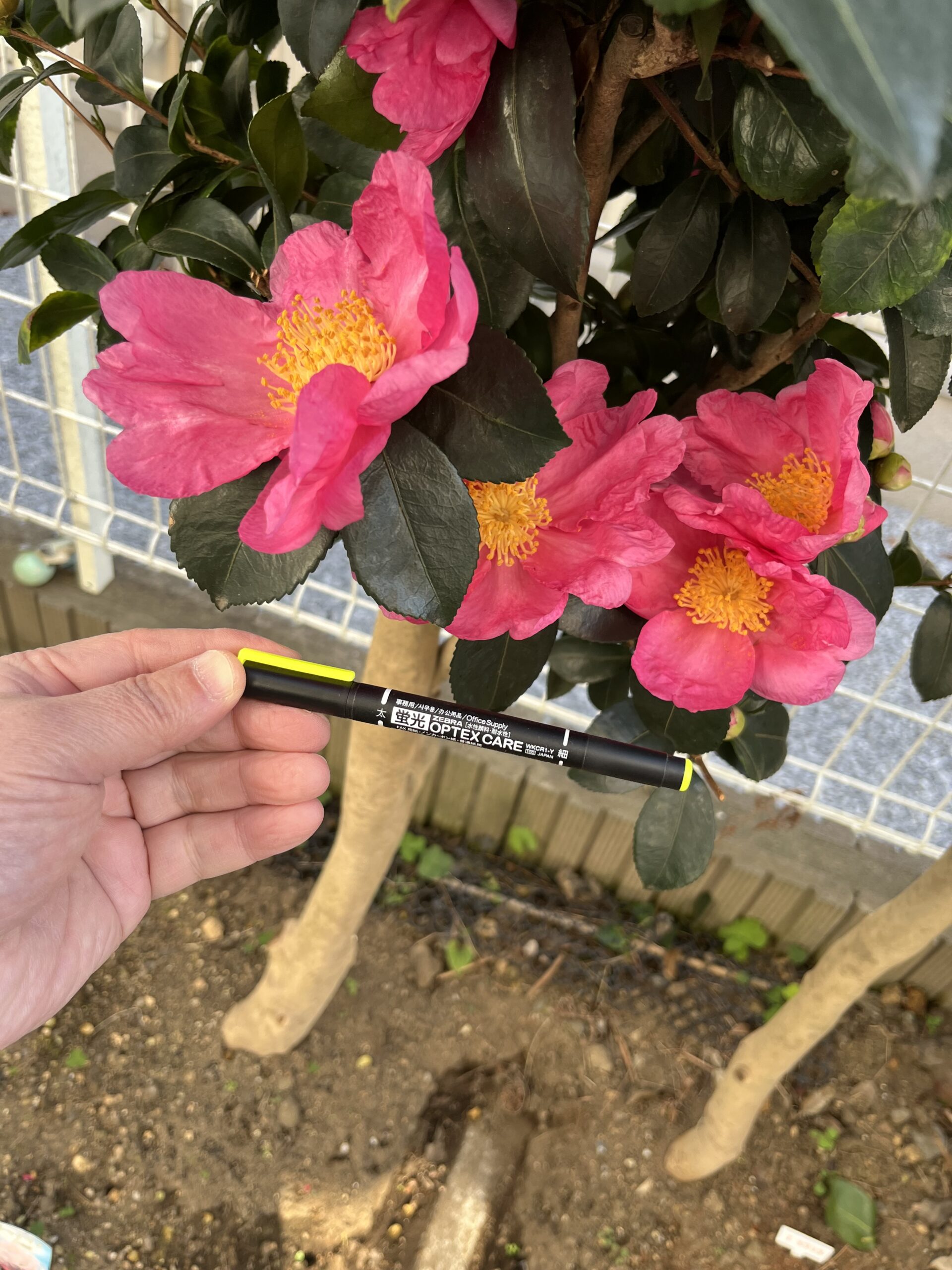 これは比較的いい位置にセットできただろうか。花の大きさが理解してもらえそうだ。撮影：2025.11.30