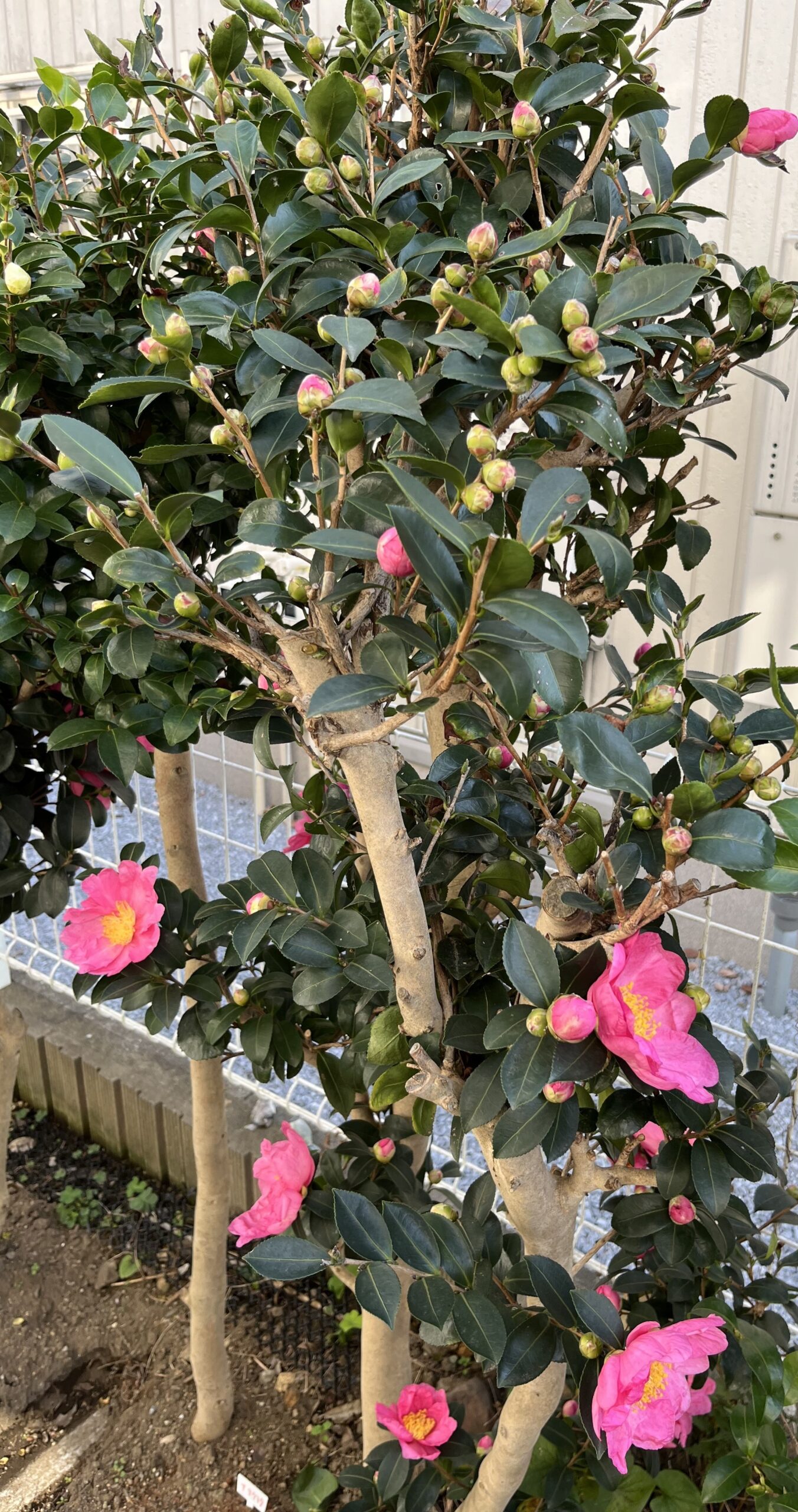 蕾にズームするとたくさんの蕾がハッキリと確認できるだろう。撮影：2025.11.30