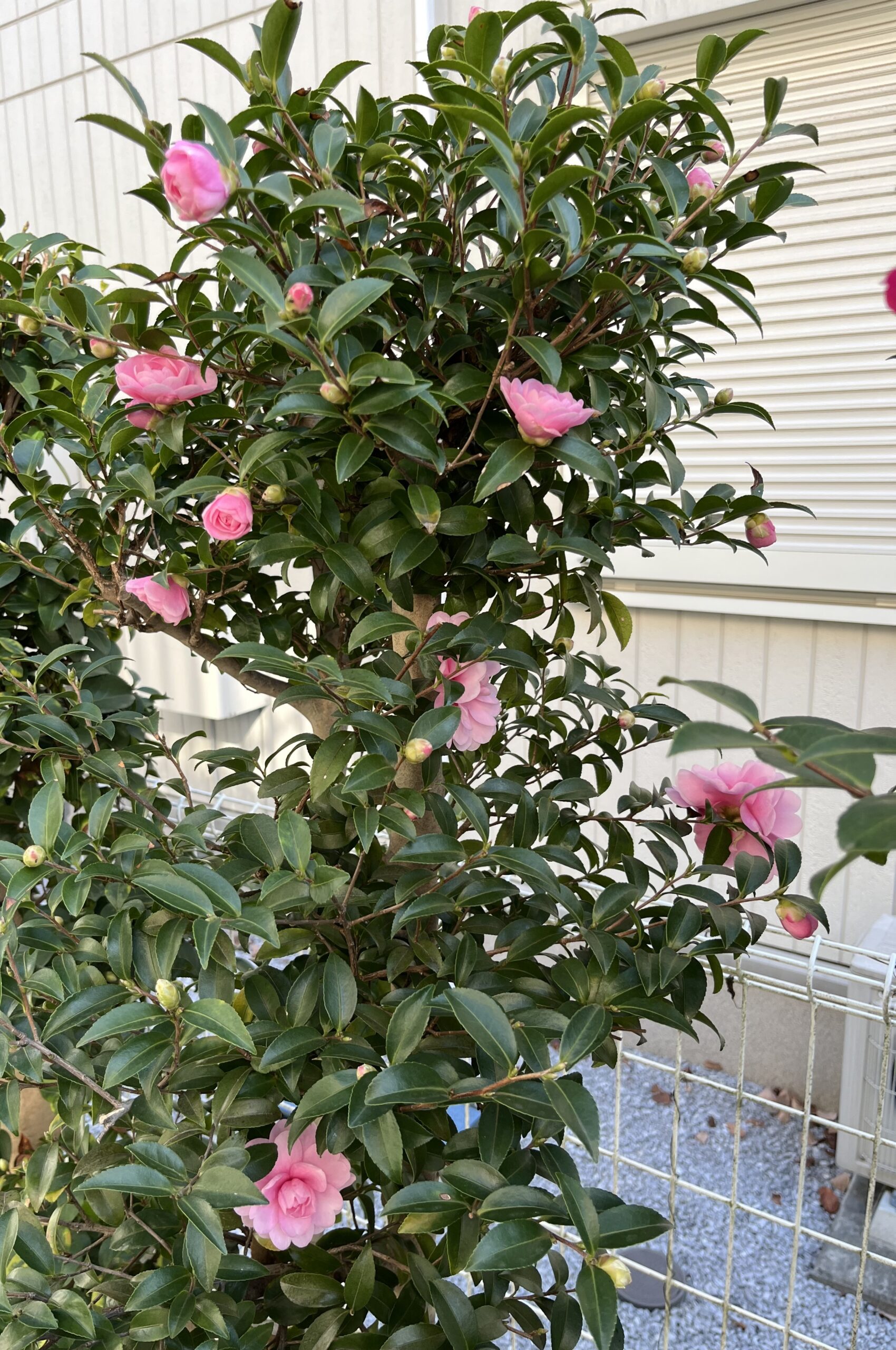 乙女のたくさんの蕾が一斉に開花しようとしている①　撮影：2025.11.30