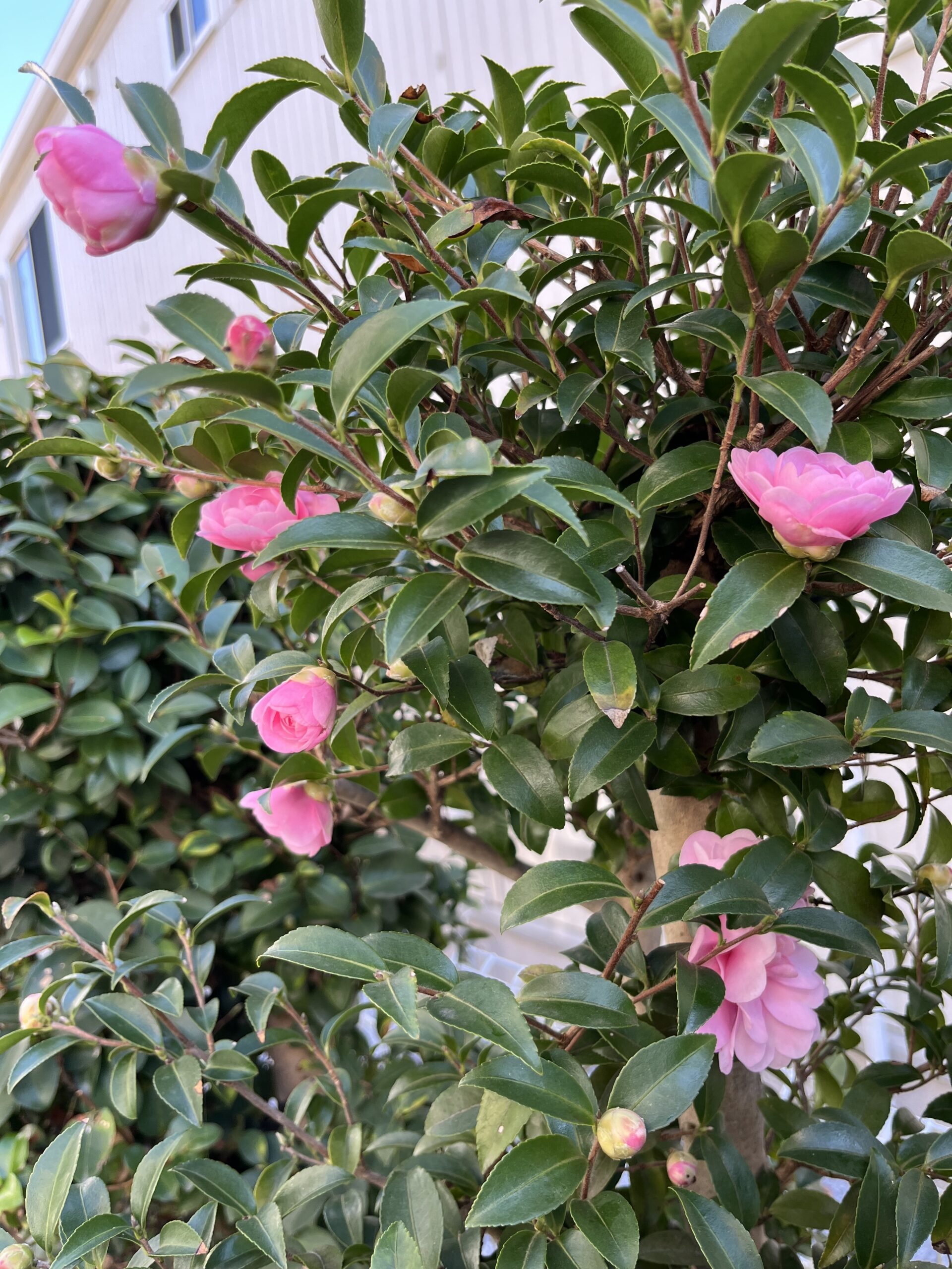 乙女のたくさんの蕾が一斉に開花しようとしている②　撮影：2025.11.30