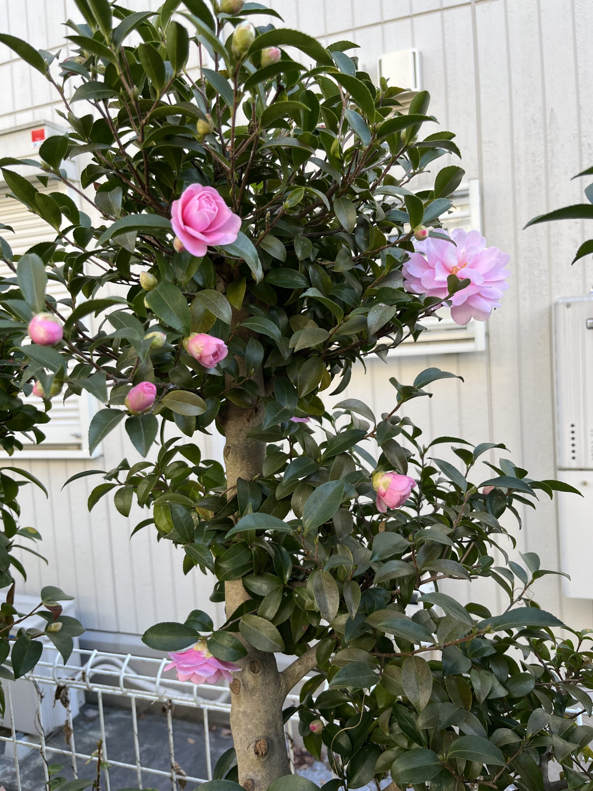 乙女のたくさんの蕾が一斉に開花しようとしている③　撮影：2025.11.30