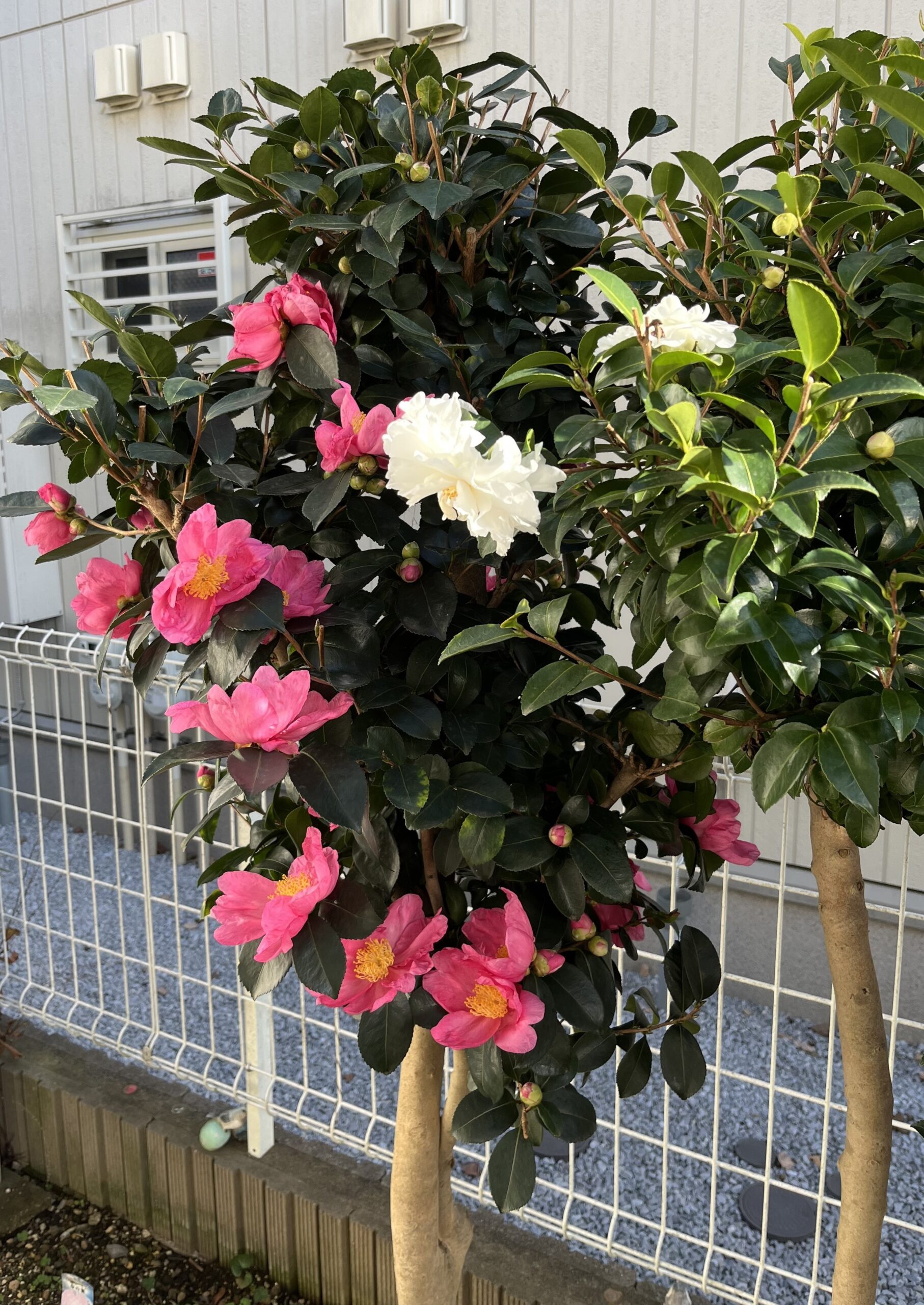 ちょうどど真ん中の「富士の峰」の２輪に朝日が当たり、真っ白な花が神々しく光り輝く。撮影：2025.11.30