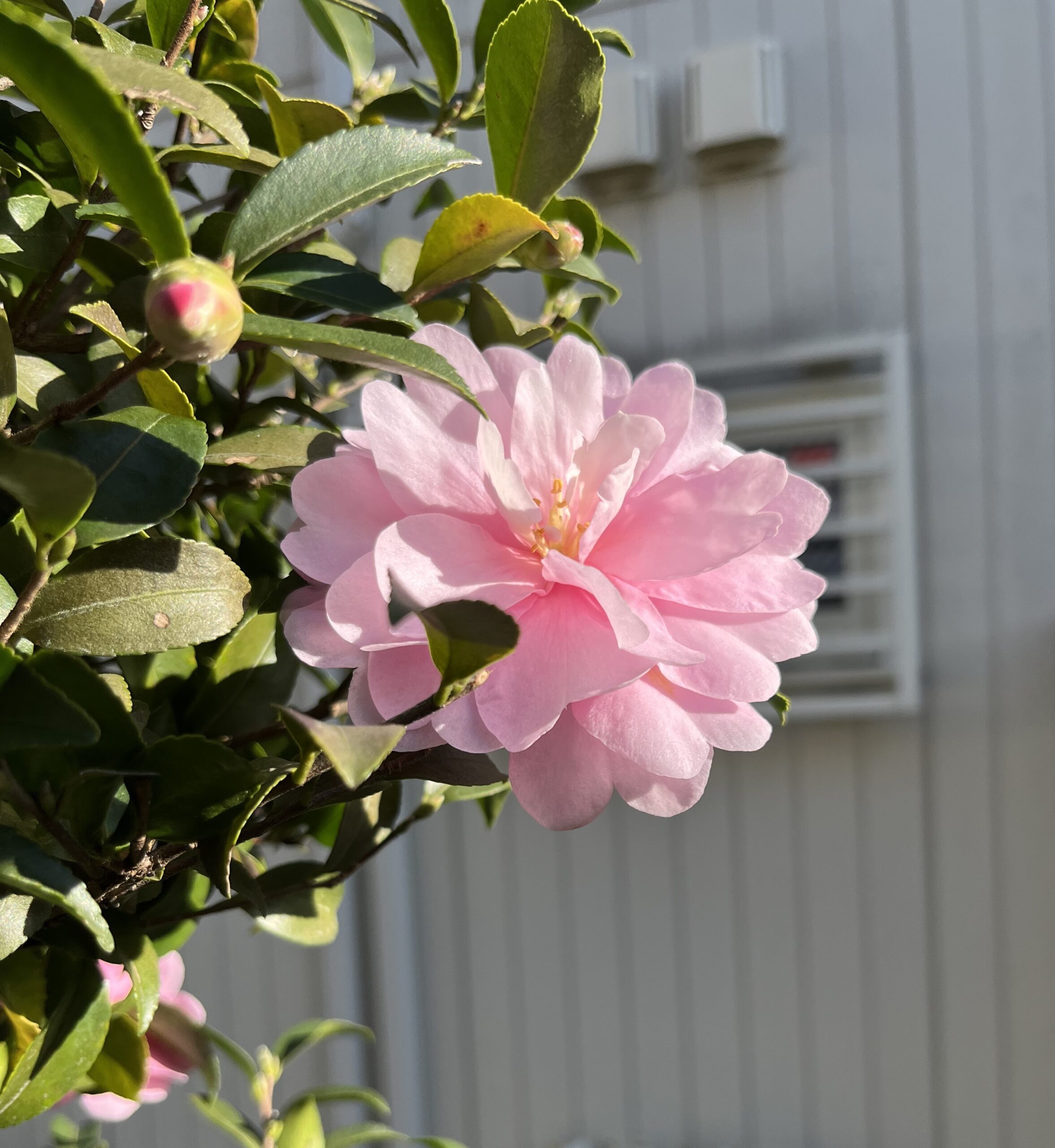 朝日を浴びる「紅乙女」？いいタイミングでいい写真が撮れた。絶品！　撮影：2025.11.30