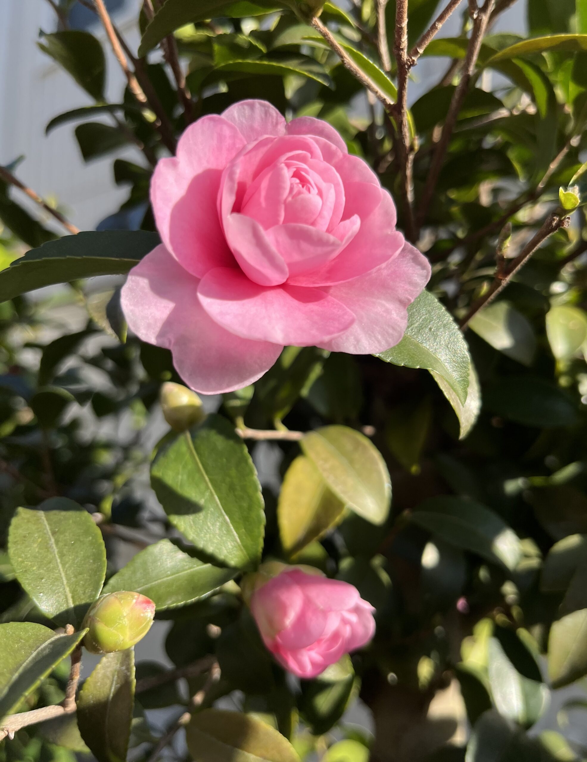 乙女の美しい花が朝日を浴びる。撮影：2025.11.30