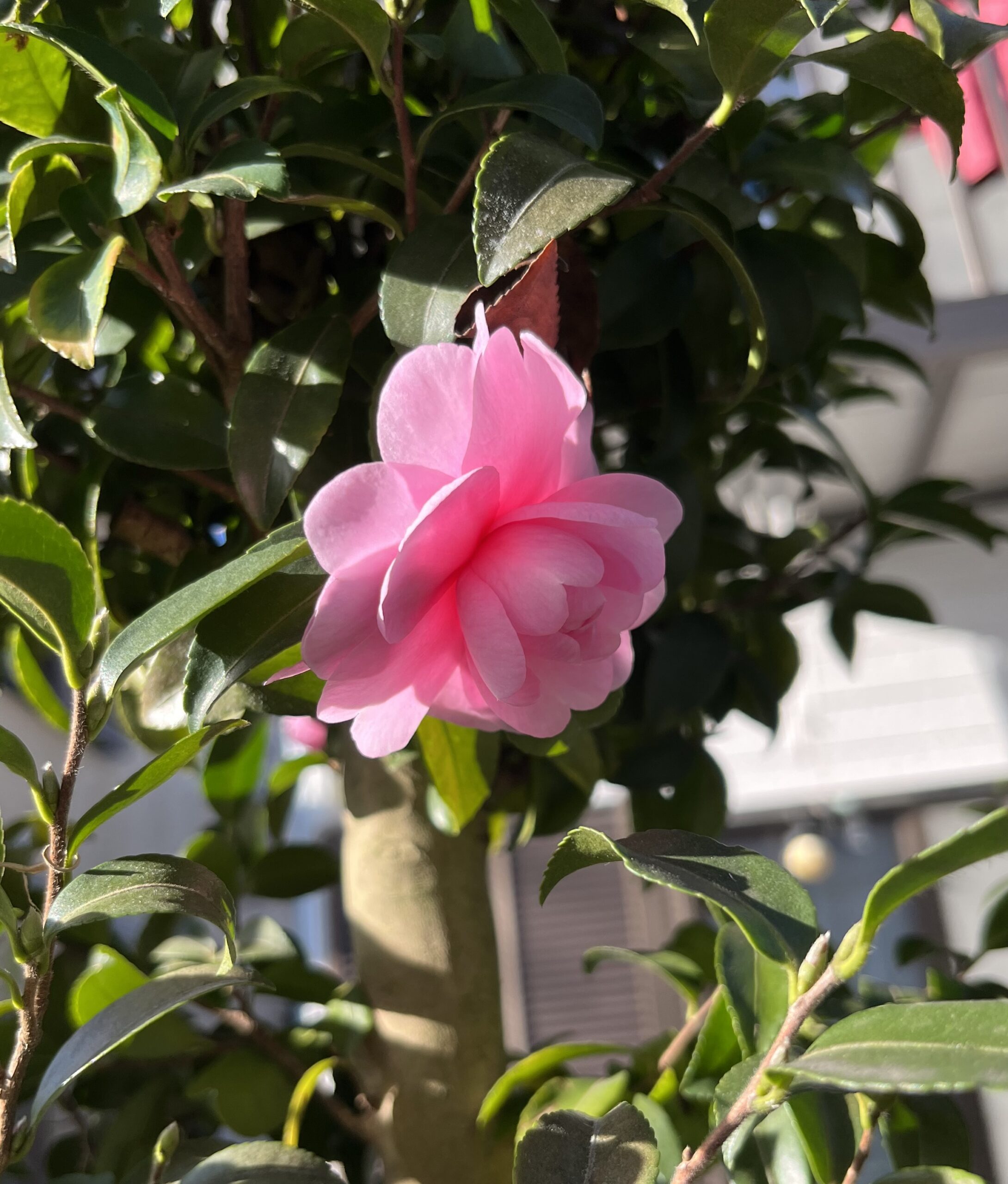 乙女の花はどの角度から見ても、均整がとれた本当に美しい形をしている。撮影：2025.11.30