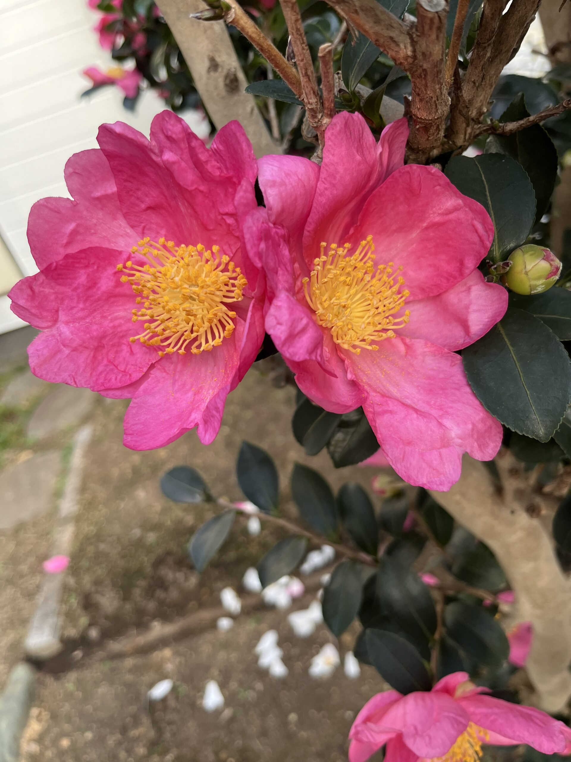 正に大きなアゲハ蝶が2匹隣同士でとまっているかのよう。ピンク色のアゲハ蝶は見たことがないが(笑)。撮影:2025.12.3