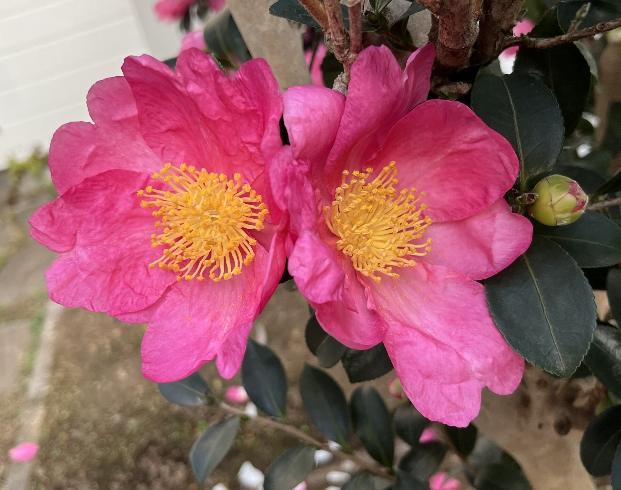 大きなピンク色のアゲハ蝶が2匹隣同士でとまっているかのように見える。本当に見事な咲きっぷり!撮影:2025.12.3