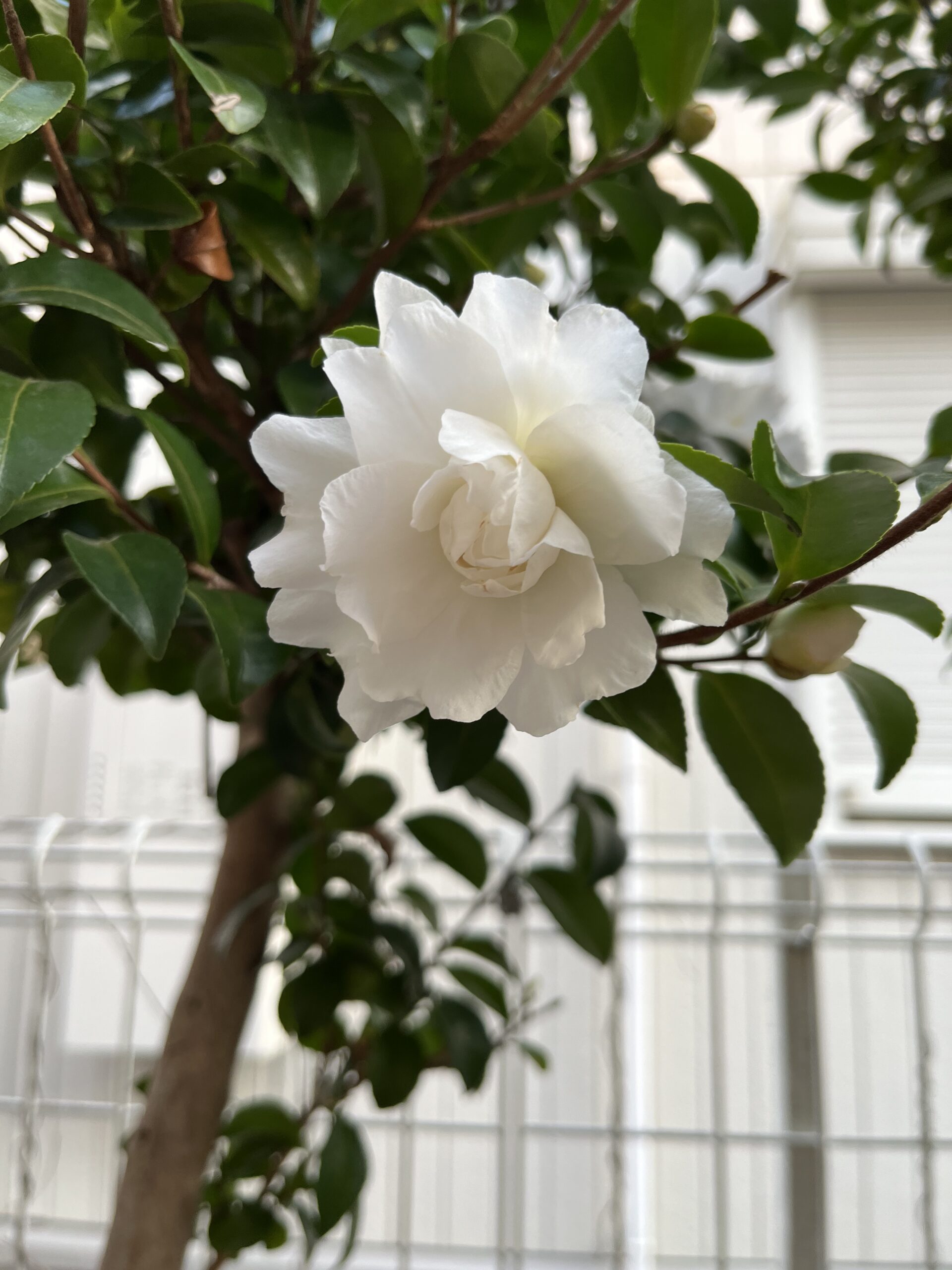 「白乙女」とも呼びたくなる美しさだ。撮影:2025.12.3