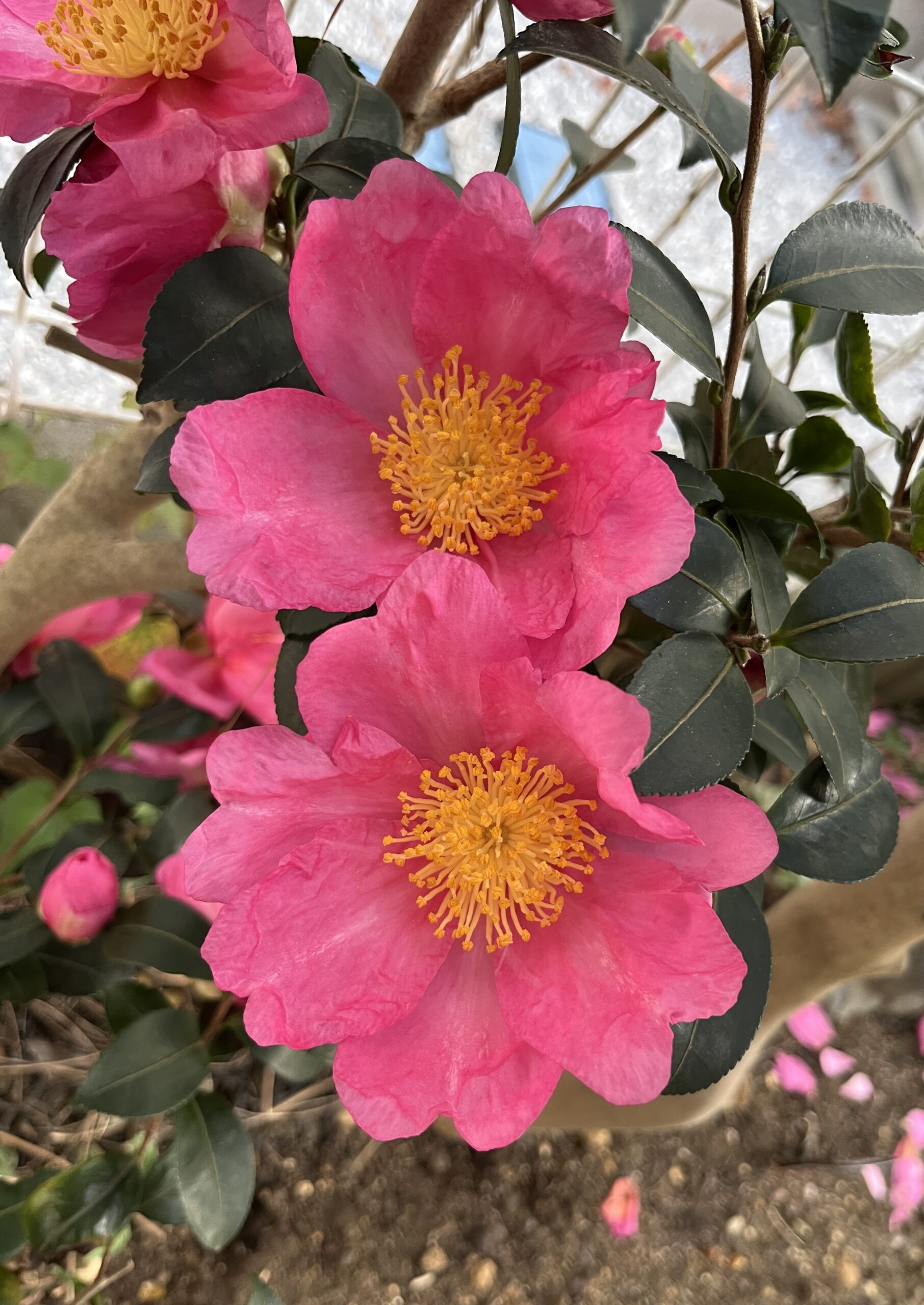 上下にとまる2匹のアゲハ蝶もいる(笑)。何ともゴージャスな花だ。撮影:2025.12.3