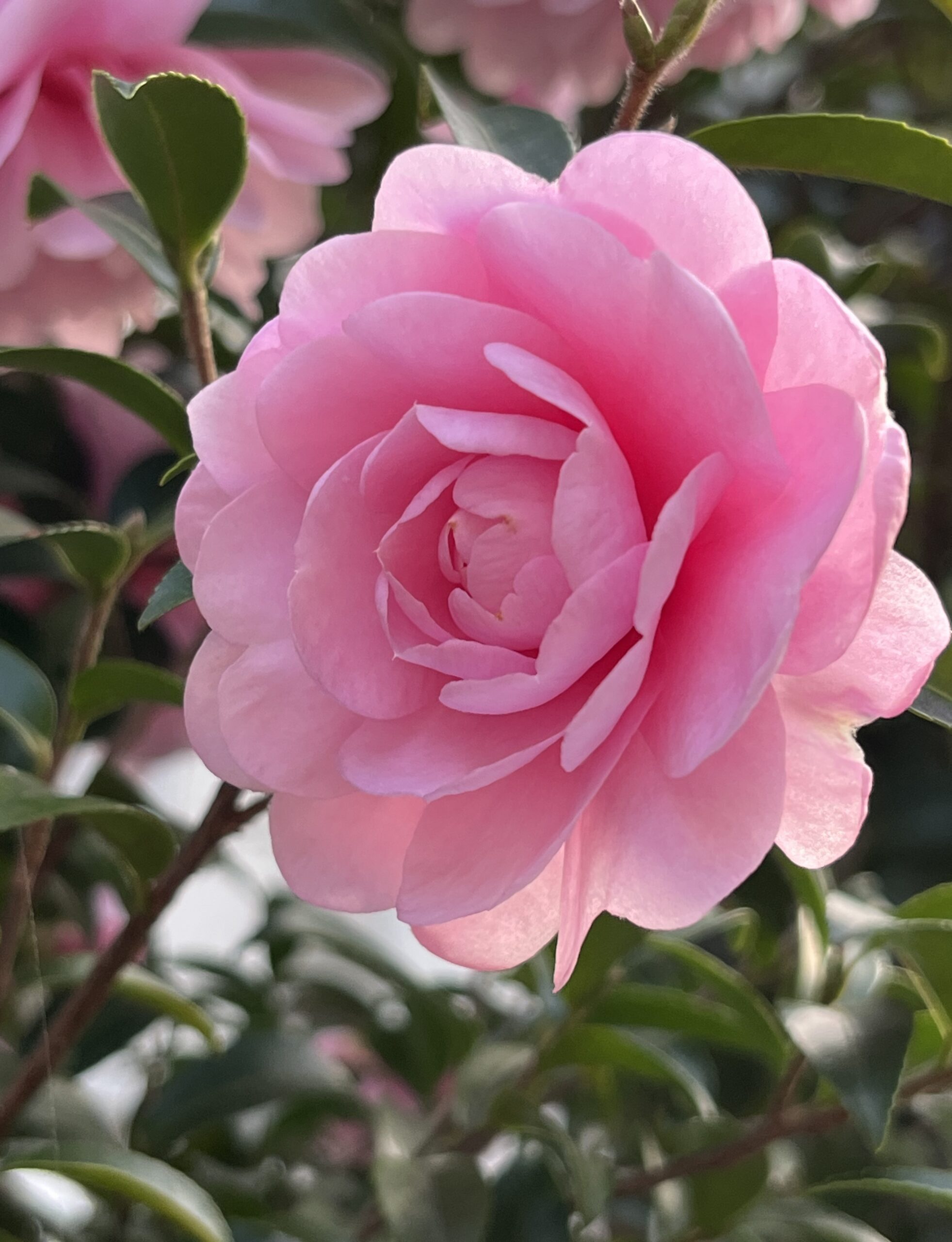 これはもう芸術品!撮影:2025.12.3