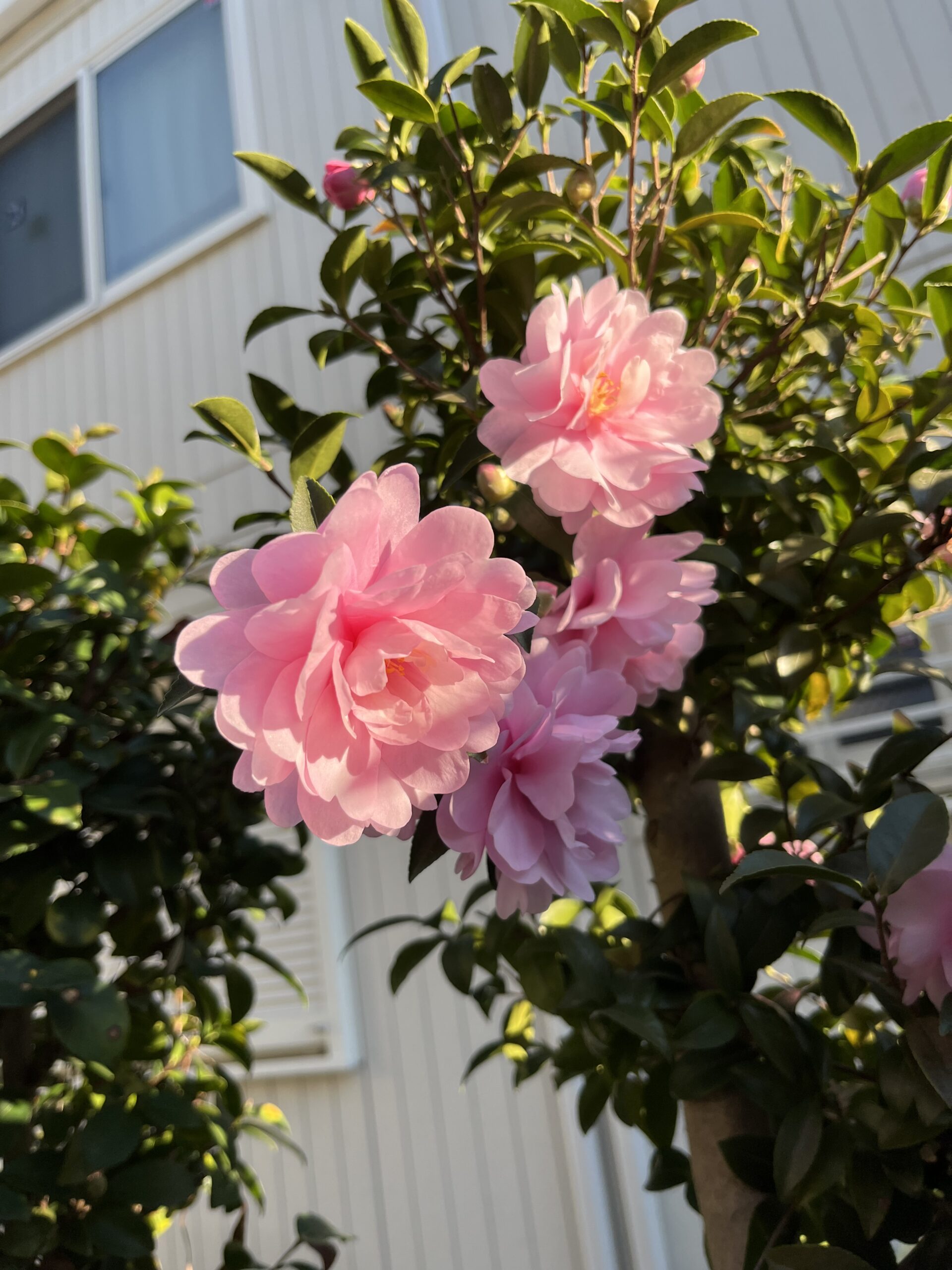 陽の光を浴びる「乙女」。撮影:2025.12.6