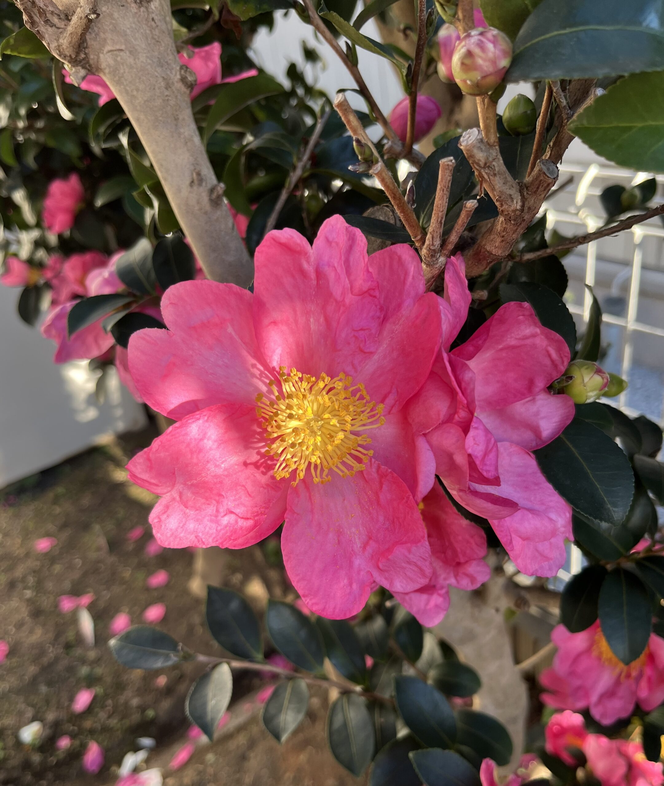 薄い花びらに陽が当たるとまたとりわけ美しい。撮影:2025.12.6