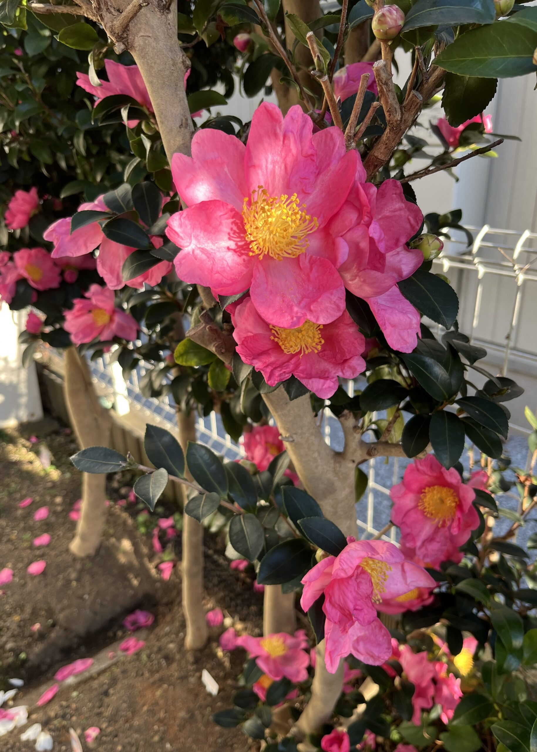 大きな花笠の花びらの一部に陽が当たっている。