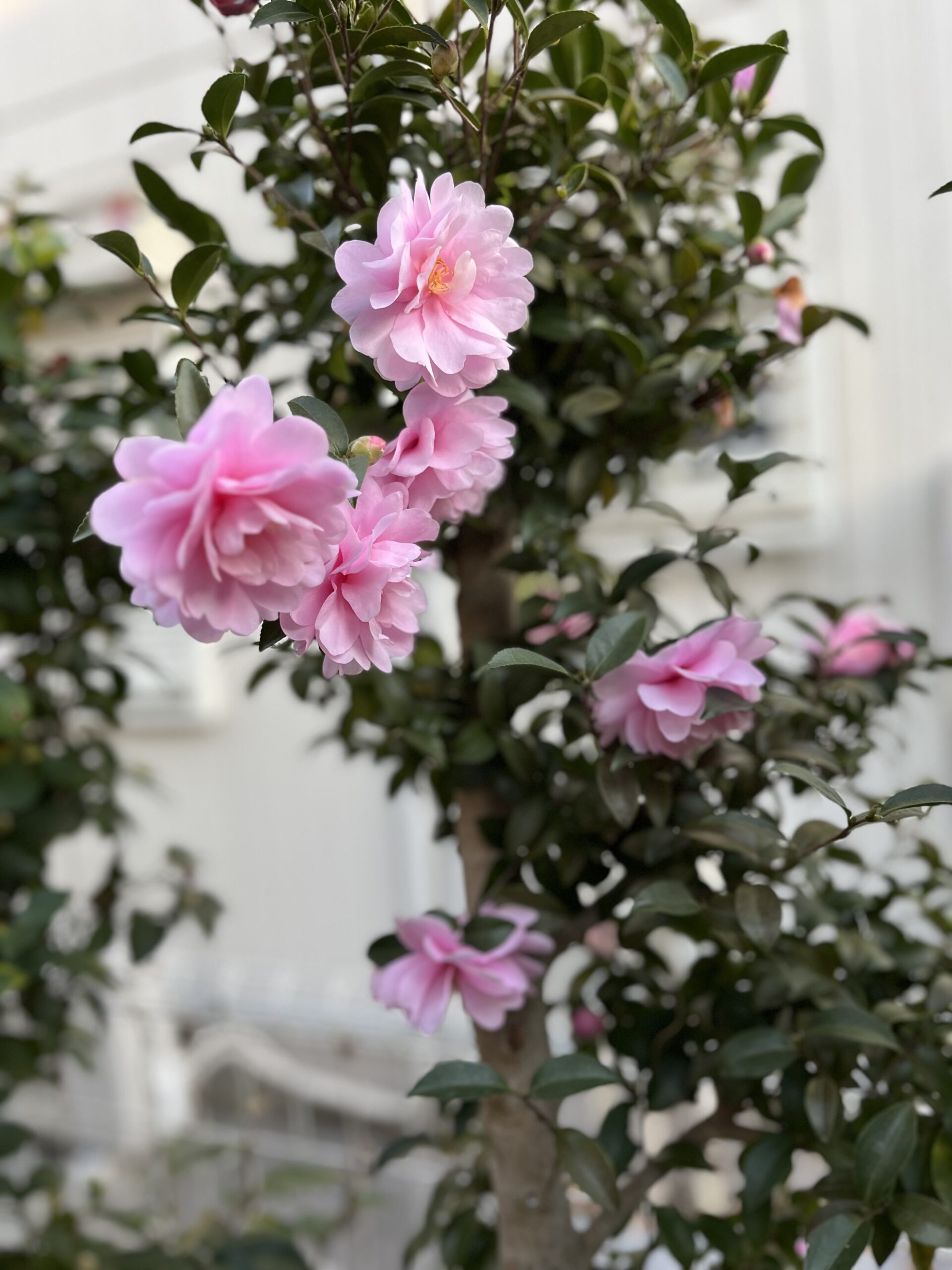 中々美しい写真が撮れた。お気に入り。撮影:2025.12.6