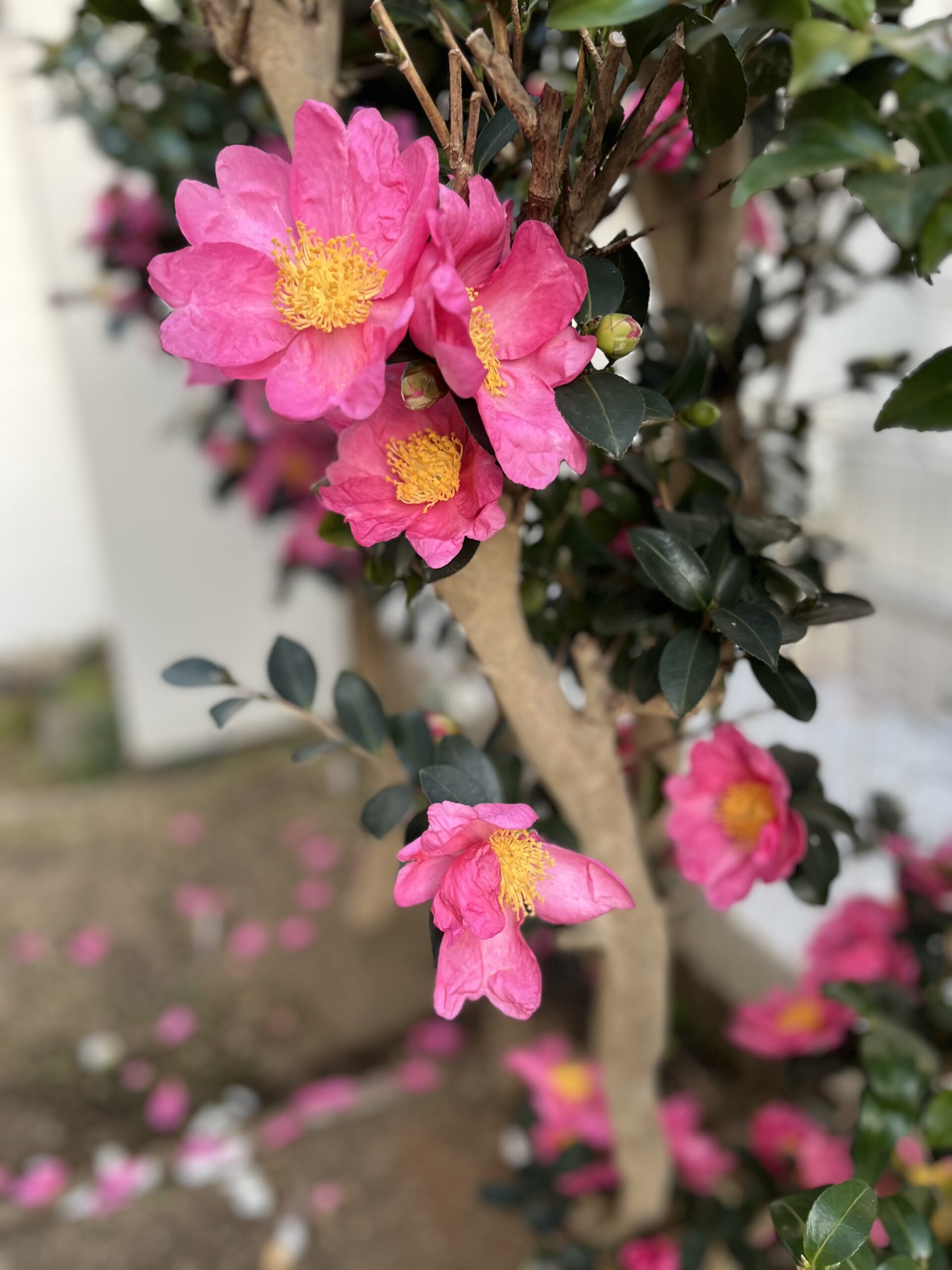 中々美しく撮れた1枚。気に入っている。撮影:2025.12.6