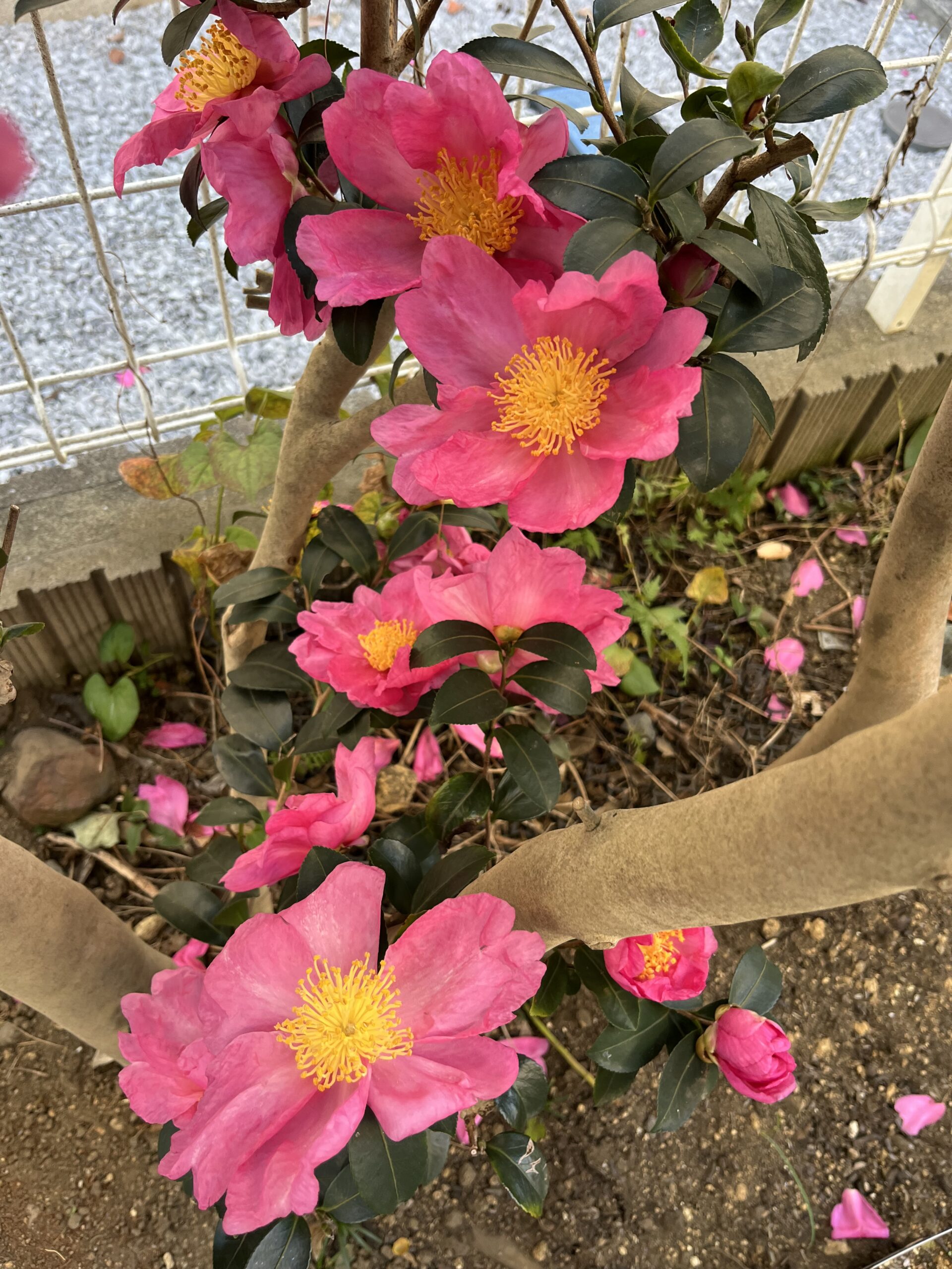 中々ゴージャスな咲きっぷりだ。撮影:2025.12.7